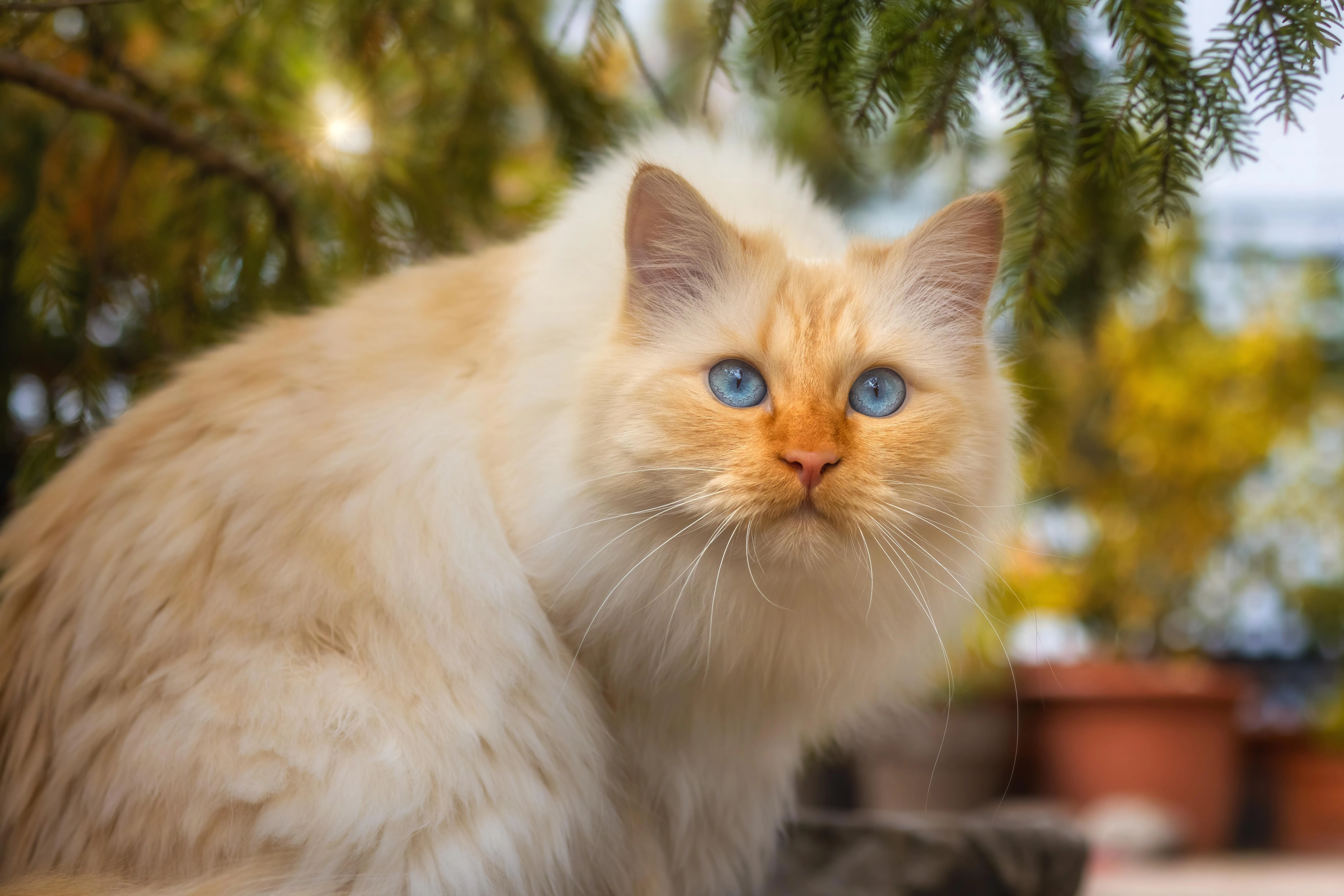 布偶猫优雅舔毛 可爱写真
