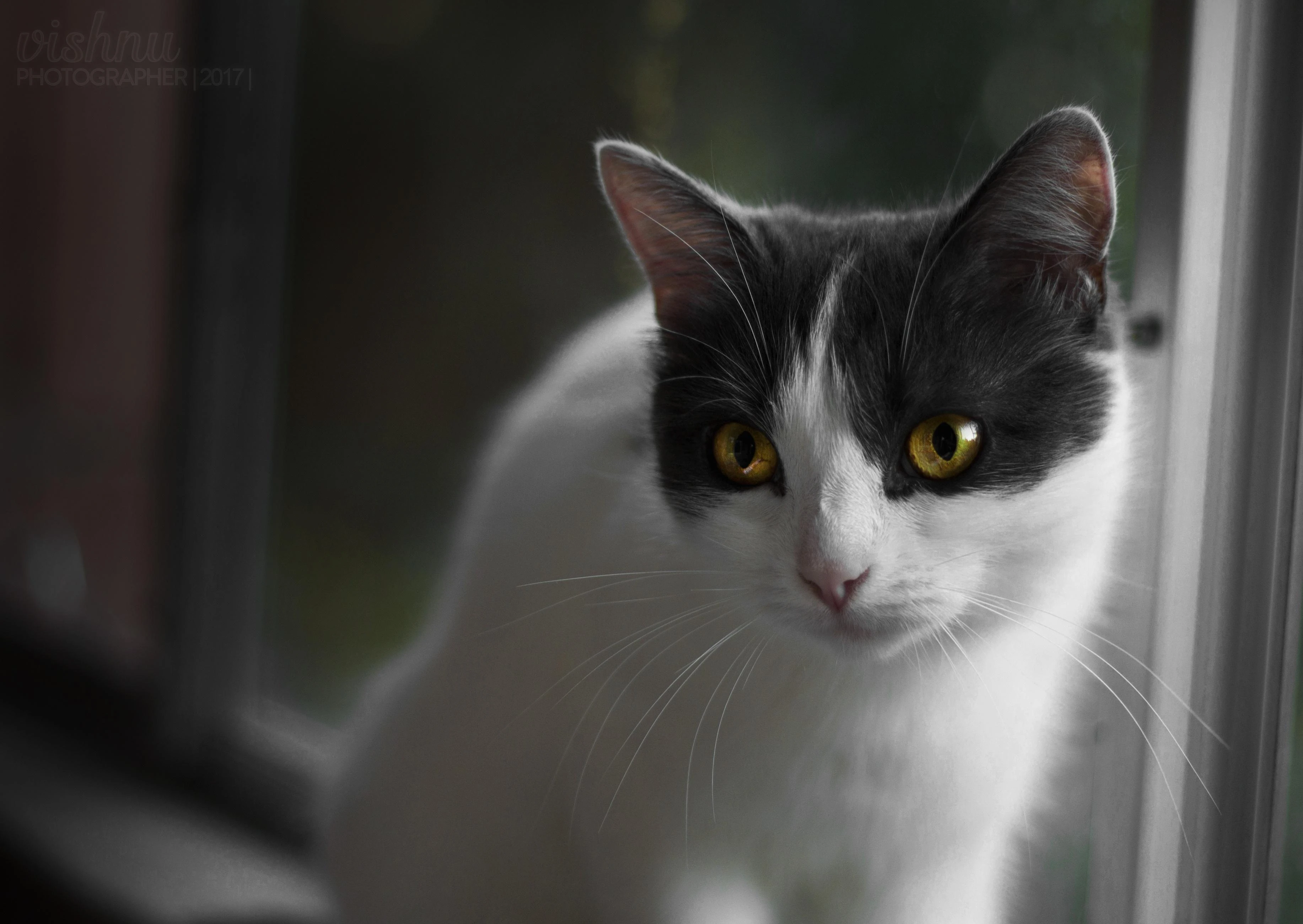 4k动物图片 奶猫蜷缩睡觉 软萌照片