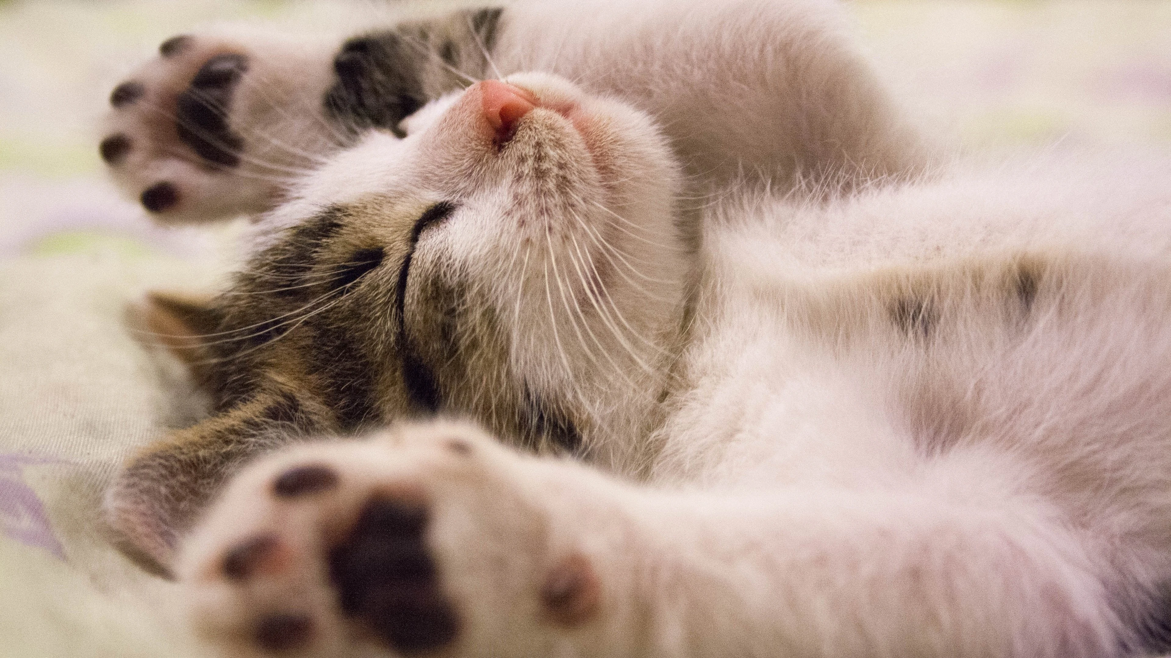 猫咪揣手蹲沙发 高清写真