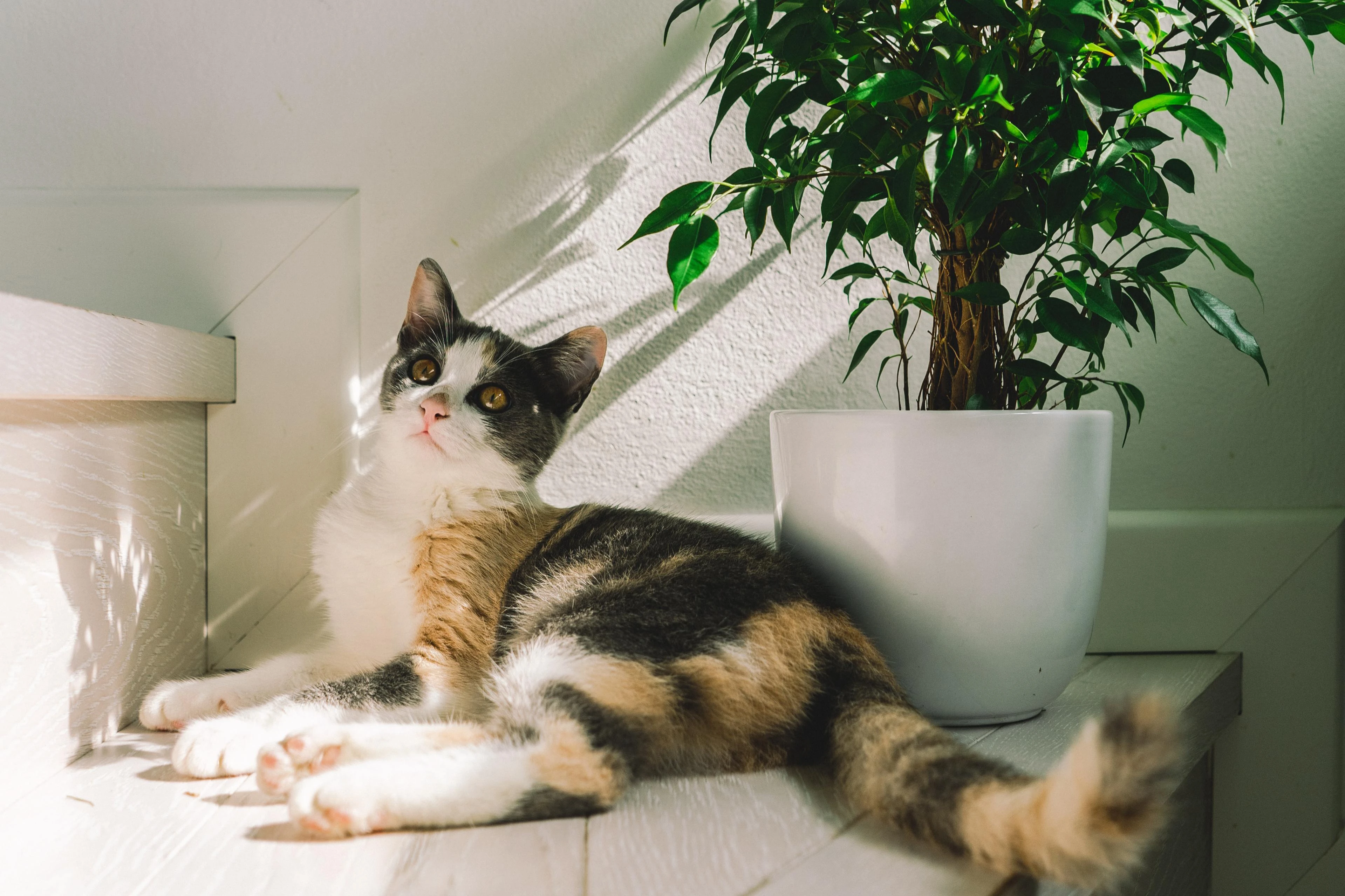猫咪揣手蹲沙发 高清写真