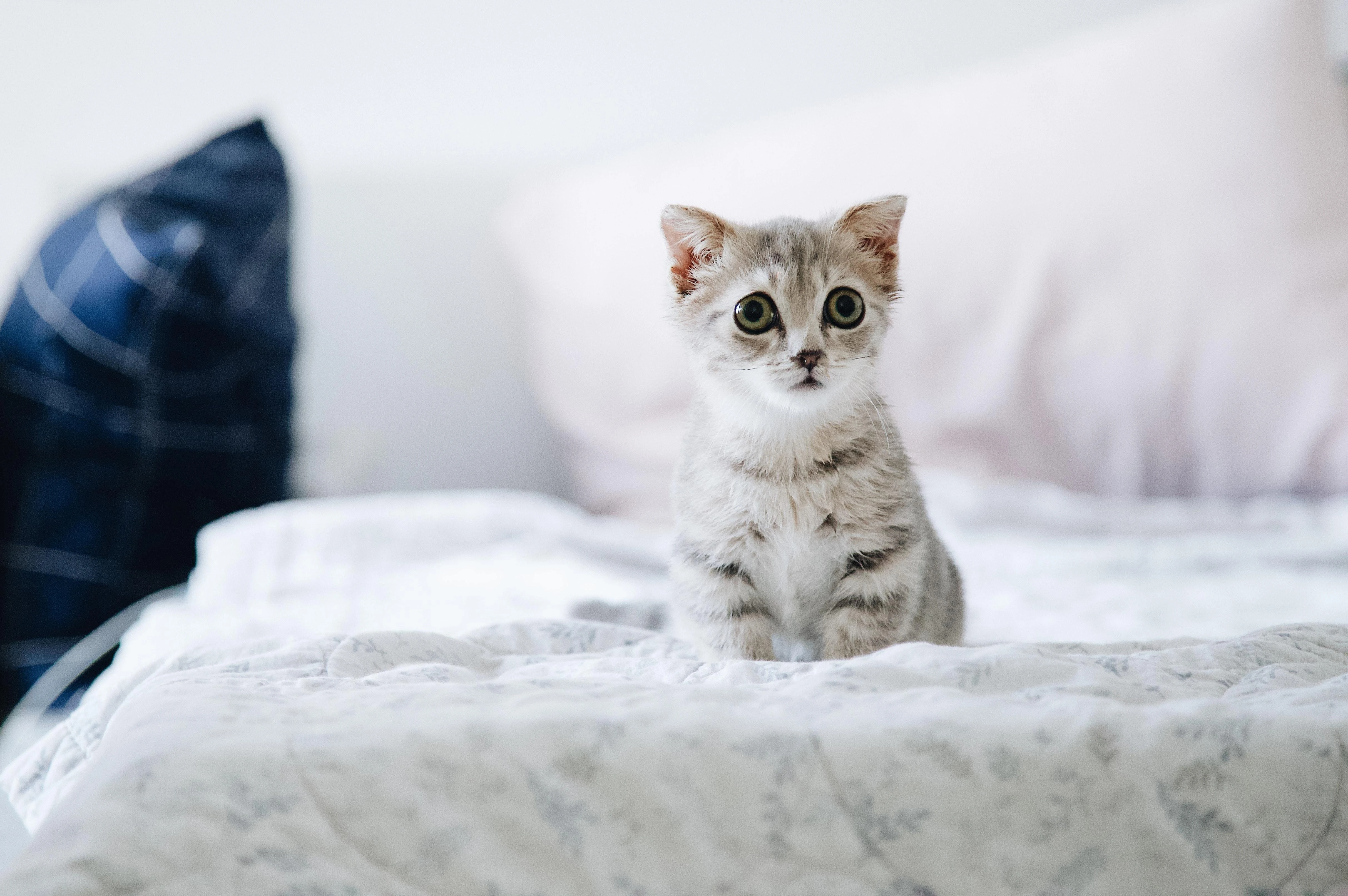 4k动物图片 奶猫蜷缩睡觉 软萌照片