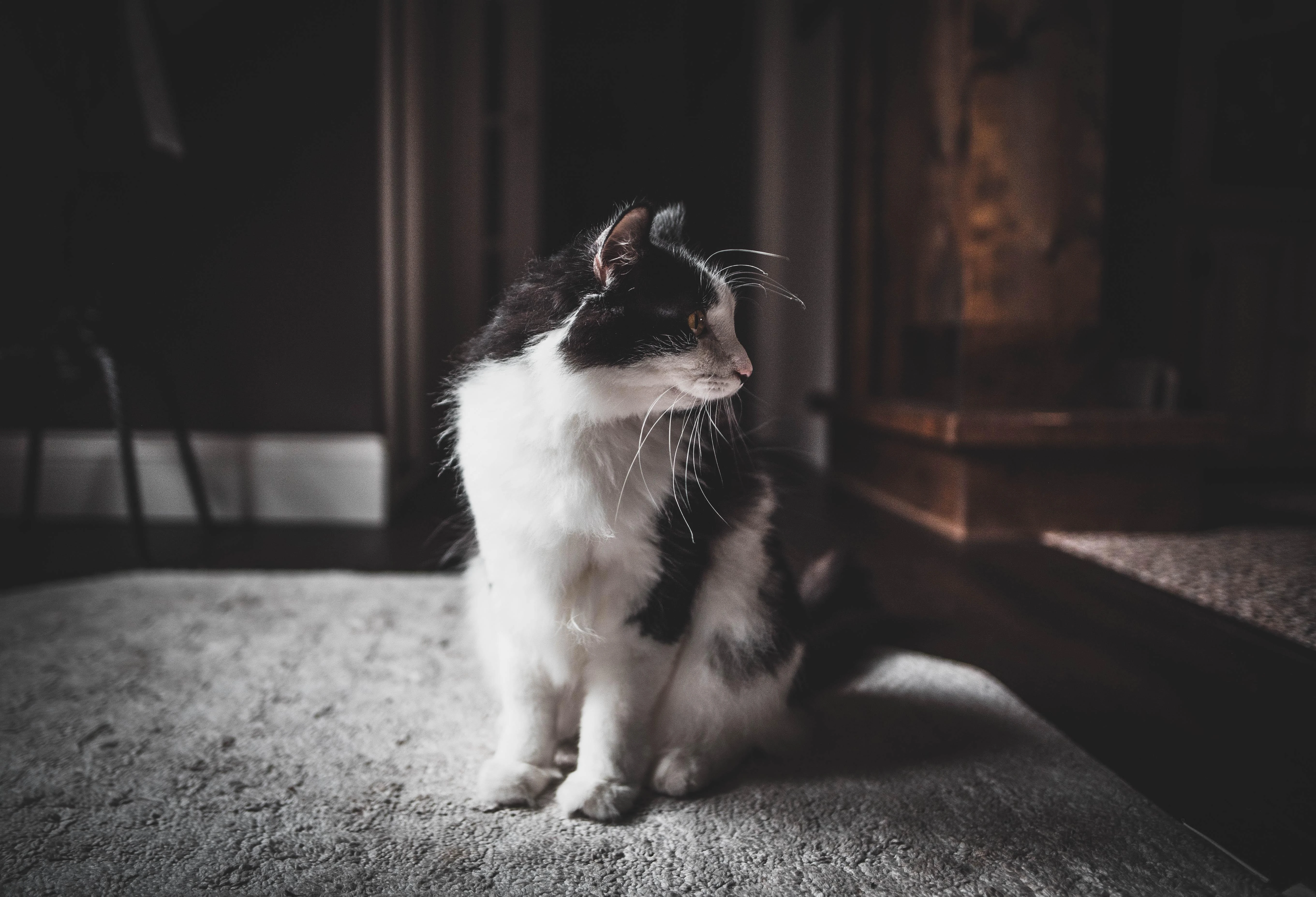 猫咪揣手蹲沙发 高清写真