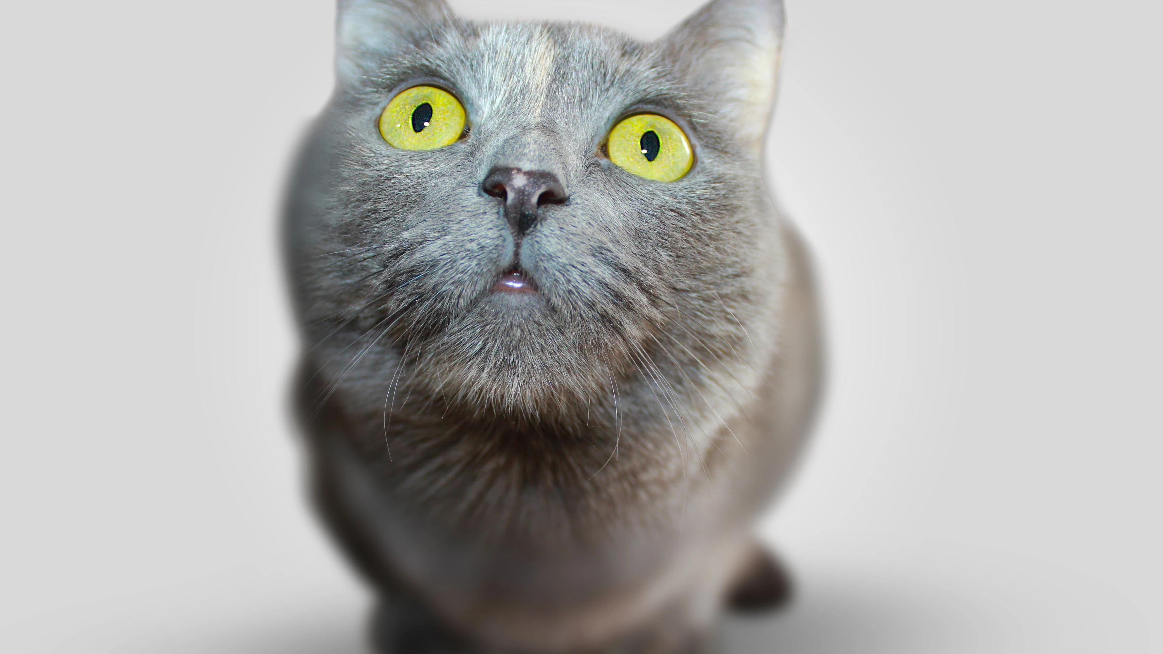 猫咪蹭桌面撒娇 可爱图片