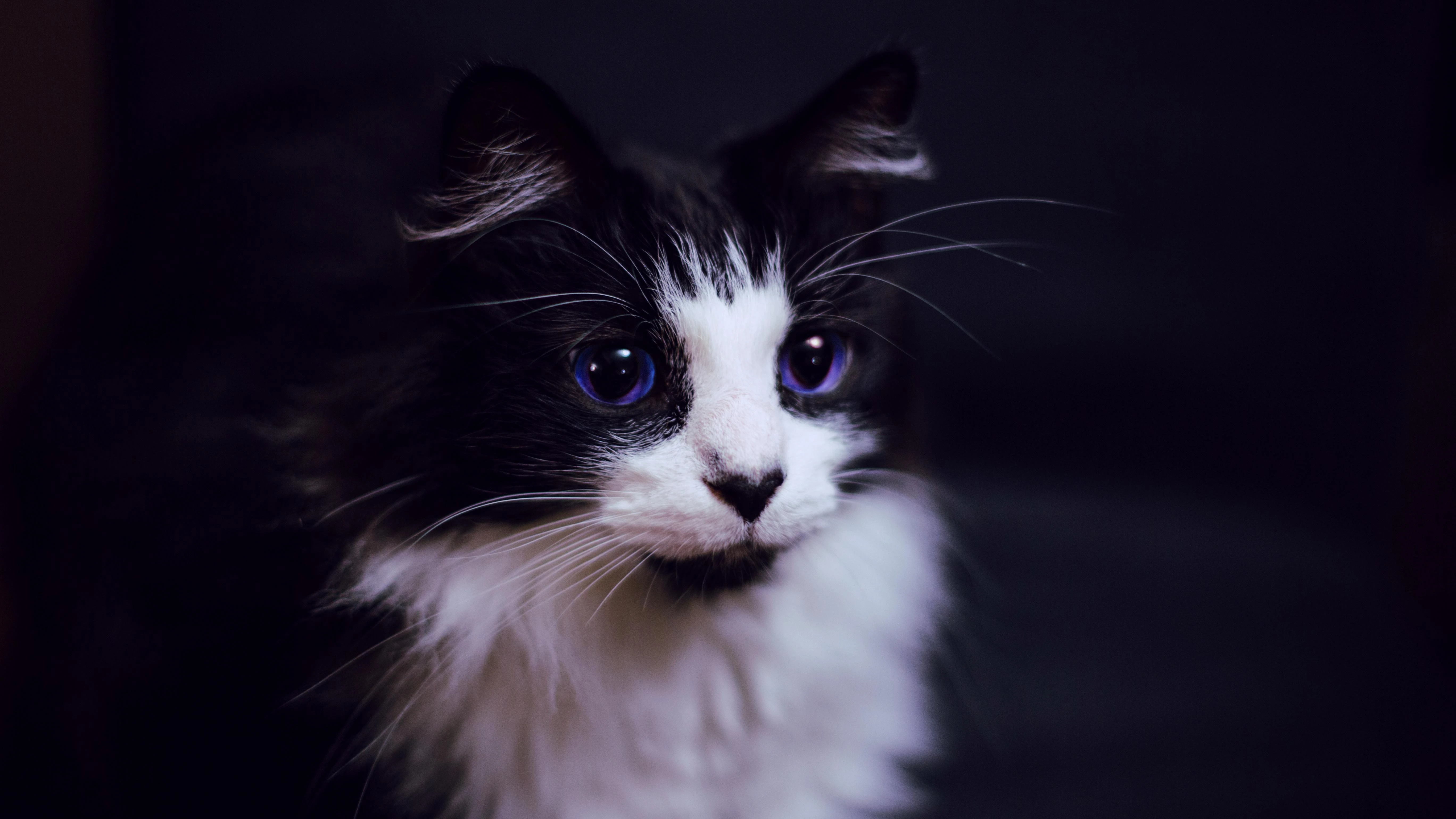 4k动物图片 奶猫蜷缩睡觉 软萌照片