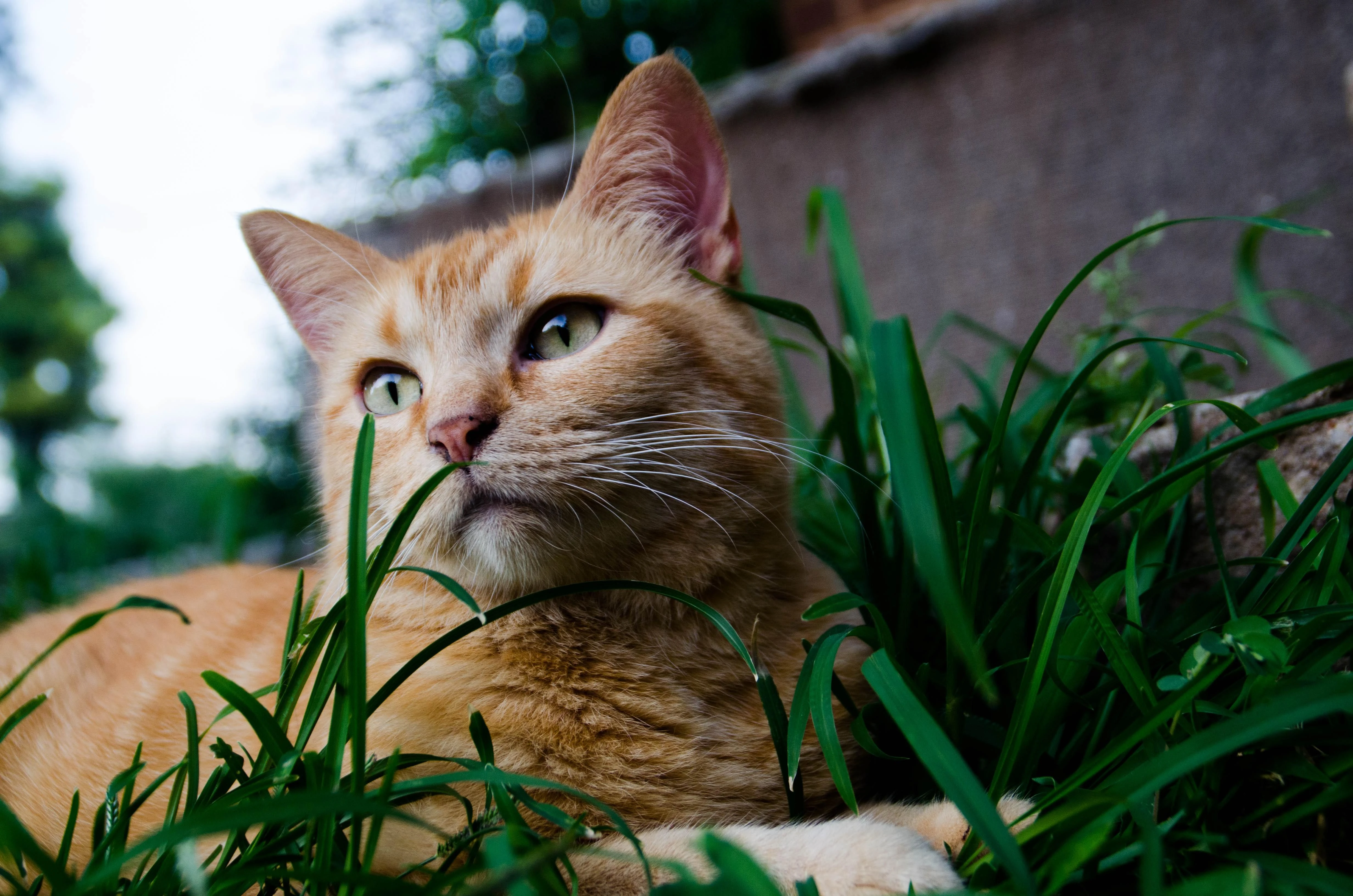 橘猫慵懒趴在窗台 高清图片