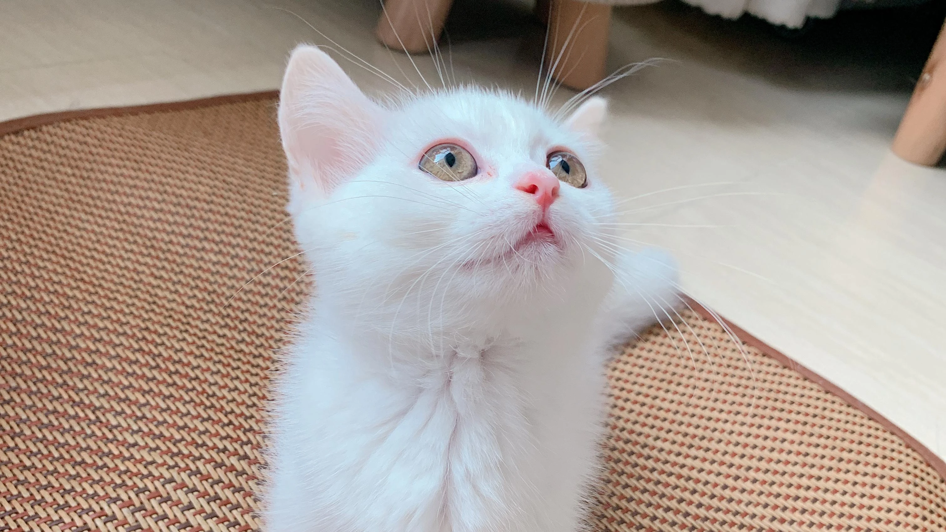 布偶猫优雅舔毛 可爱写真