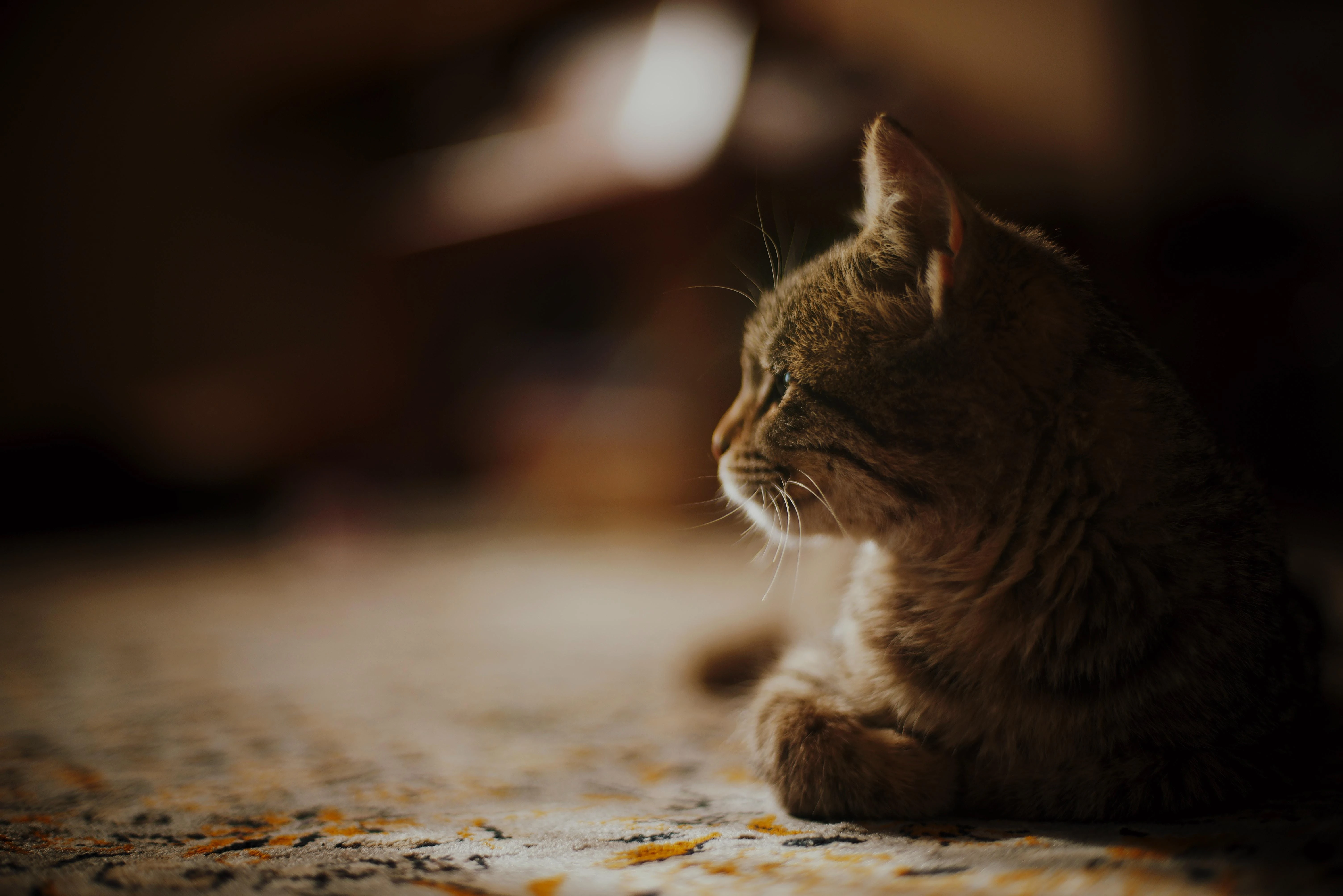 猫咪揣手蹲沙发 高清写真