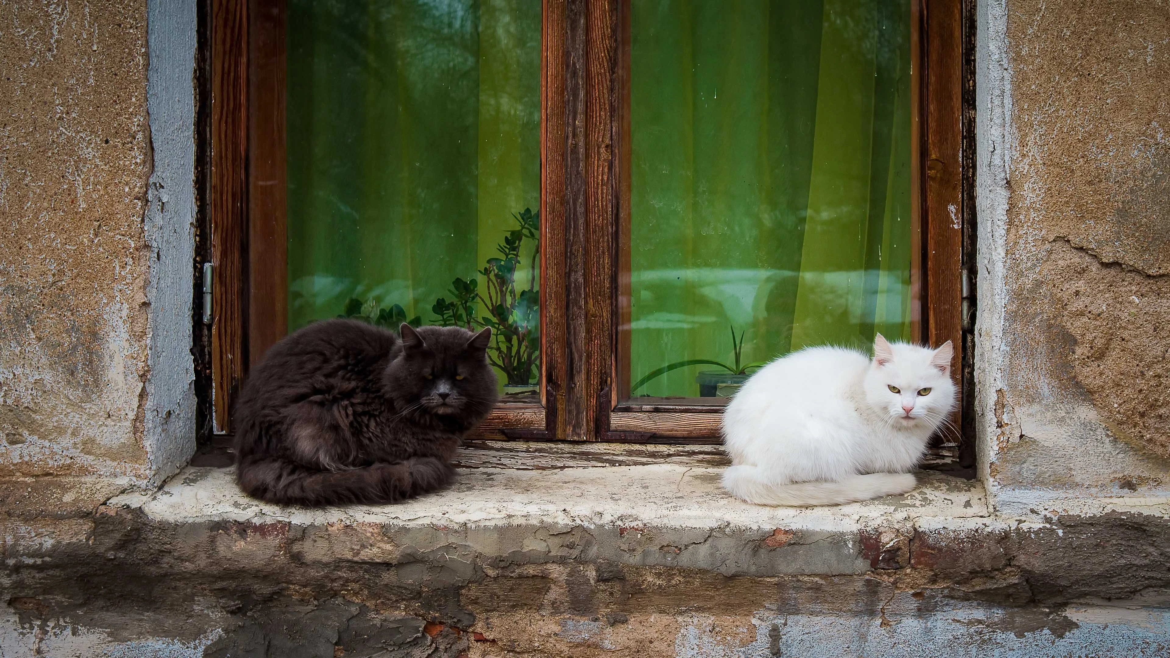 三花猫歪头看镜头 萌系图片