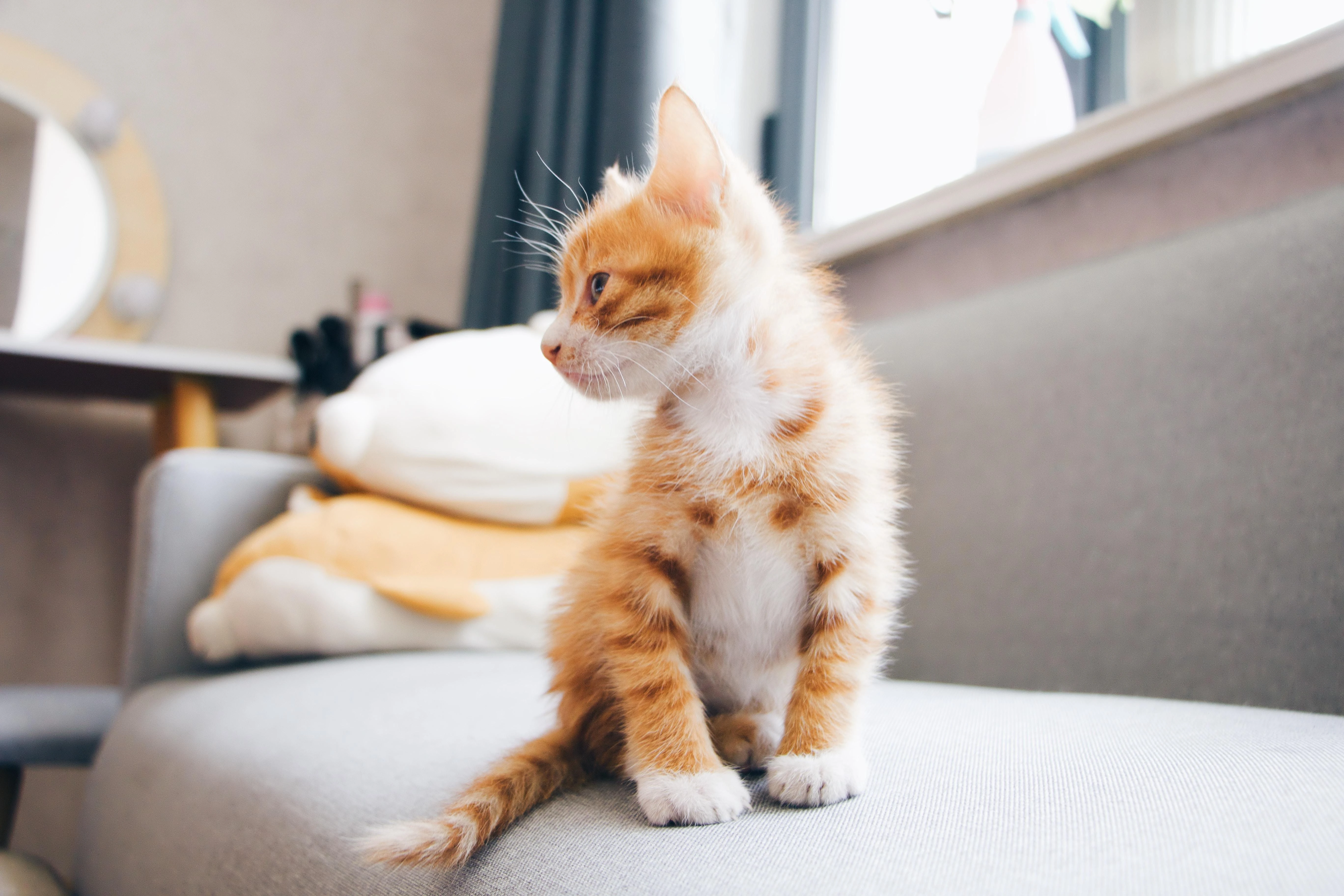 布偶猫优雅舔毛 可爱写真
