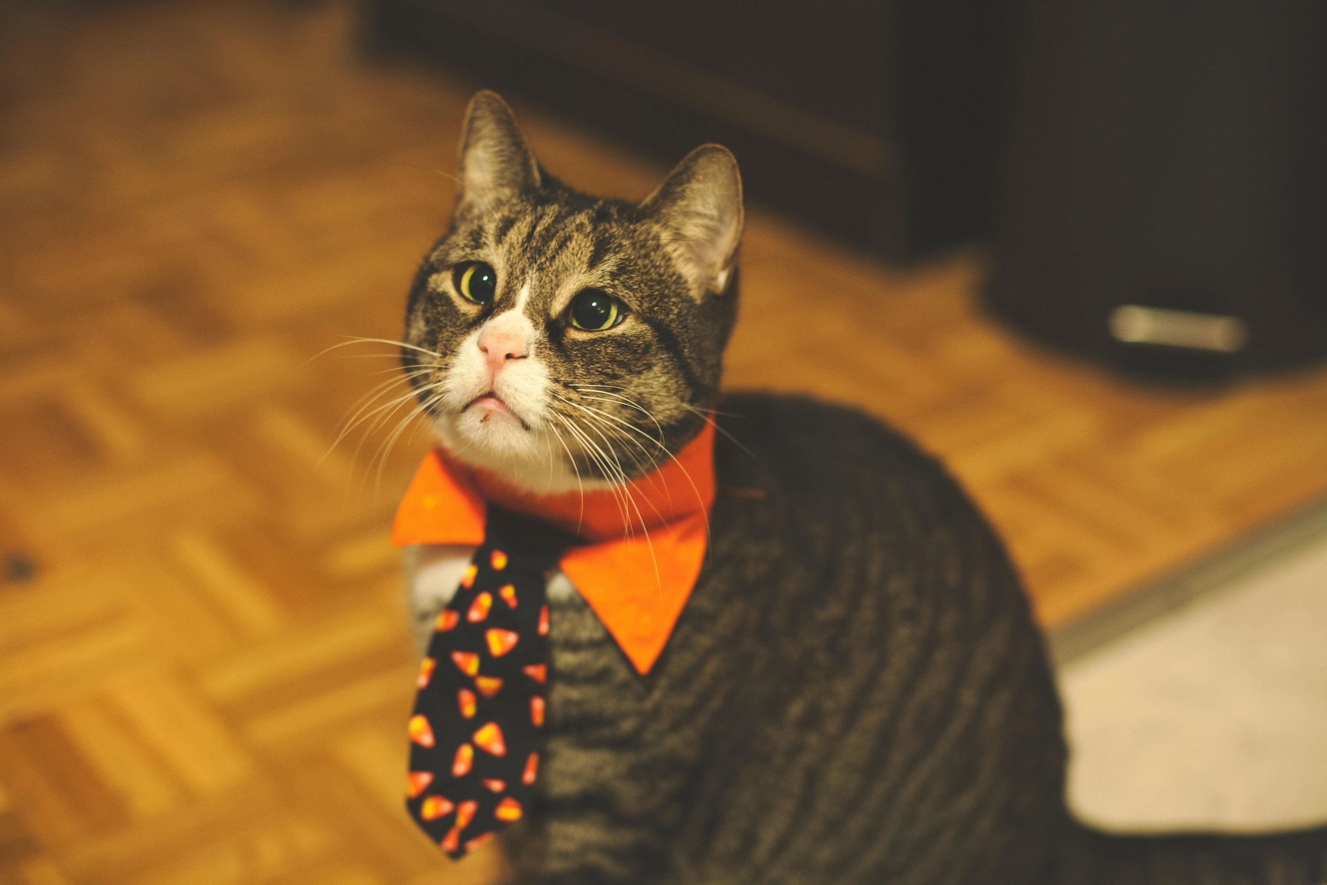 三花猫歪头看镜头 萌系图片