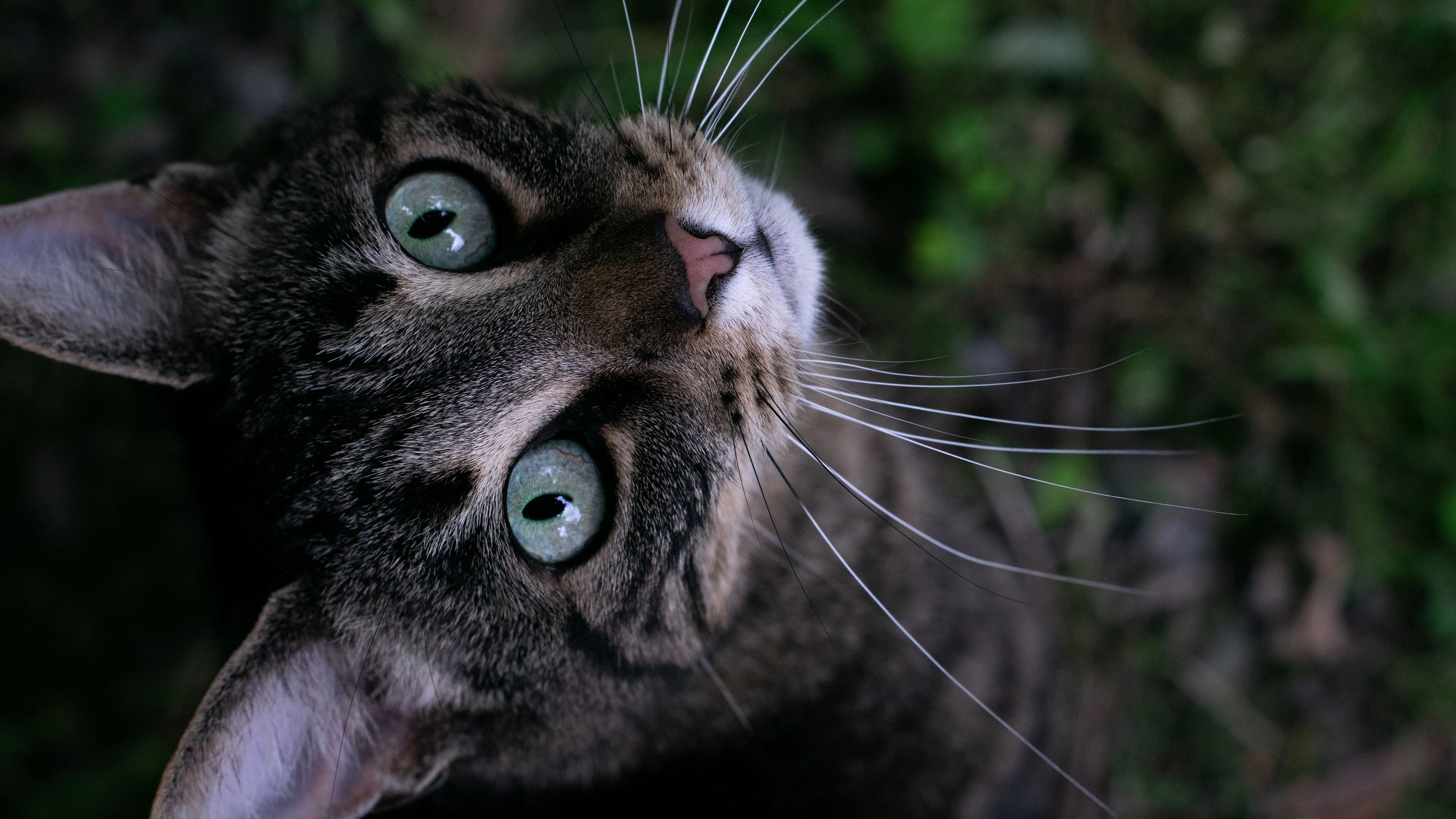 橘猫慵懒趴在窗台 高清图片
