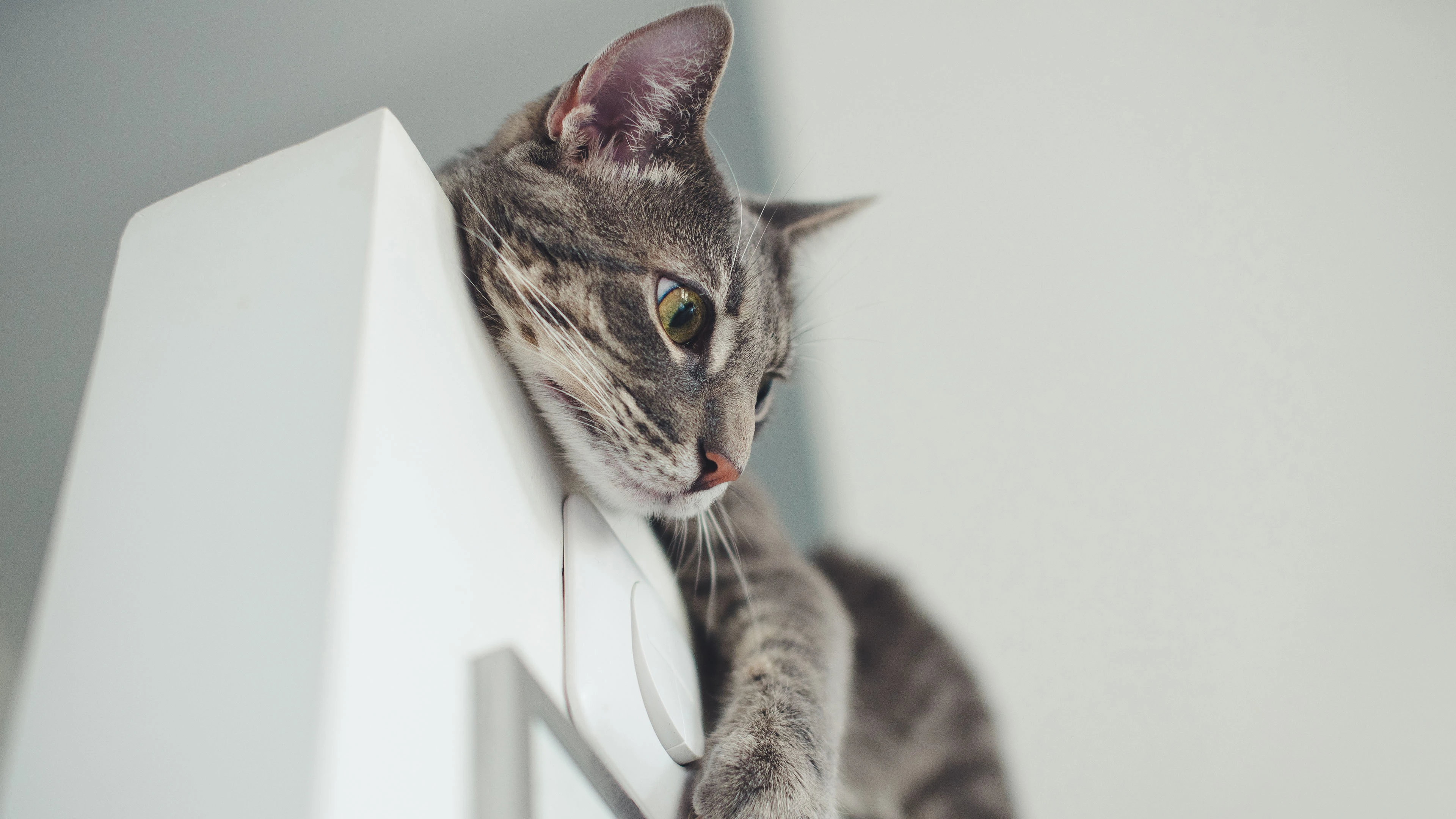 4k动物图片 奶猫蜷缩睡觉 软萌照片
