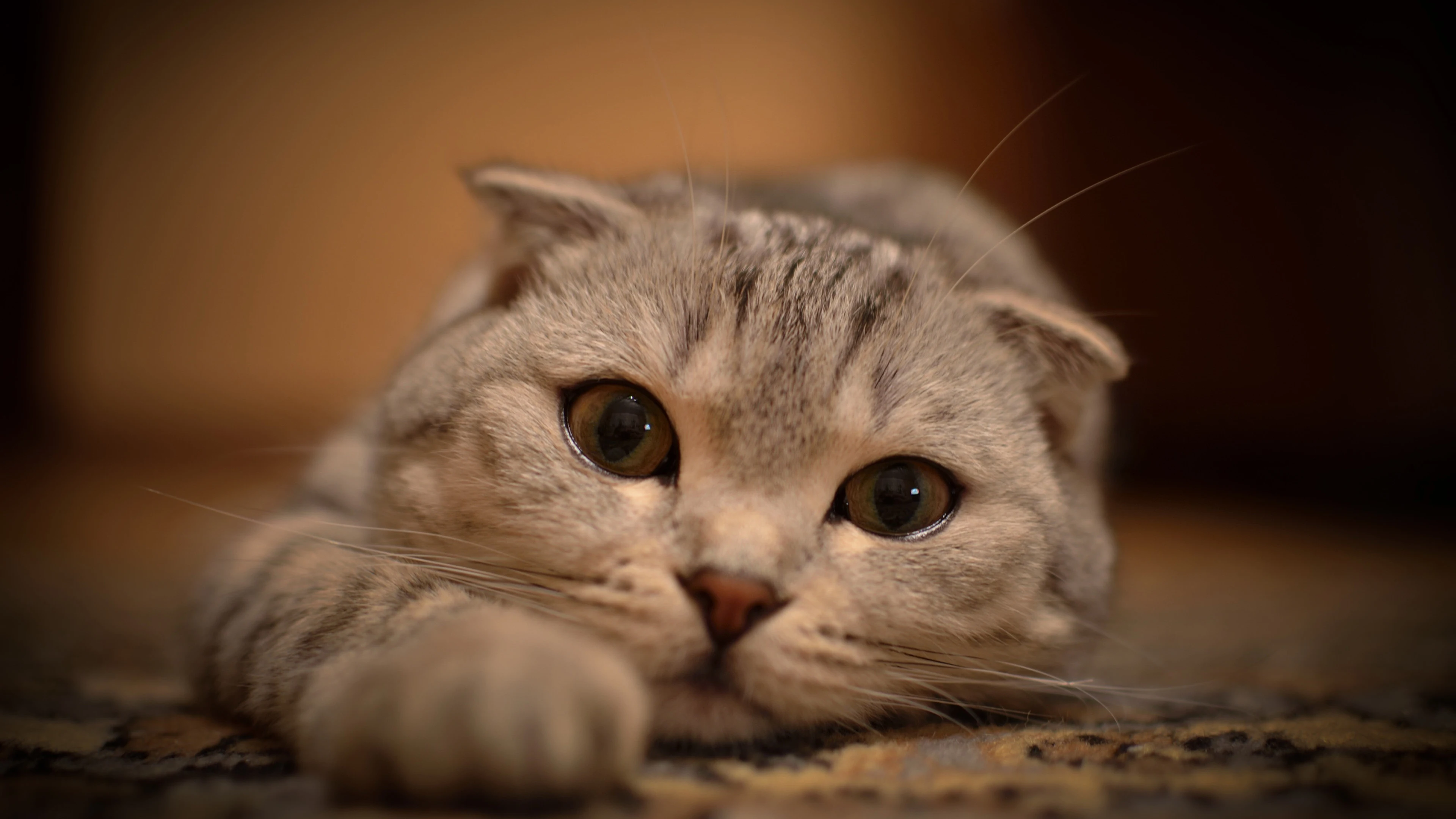 4k动物图片 奶猫蜷缩睡觉 软萌照片
