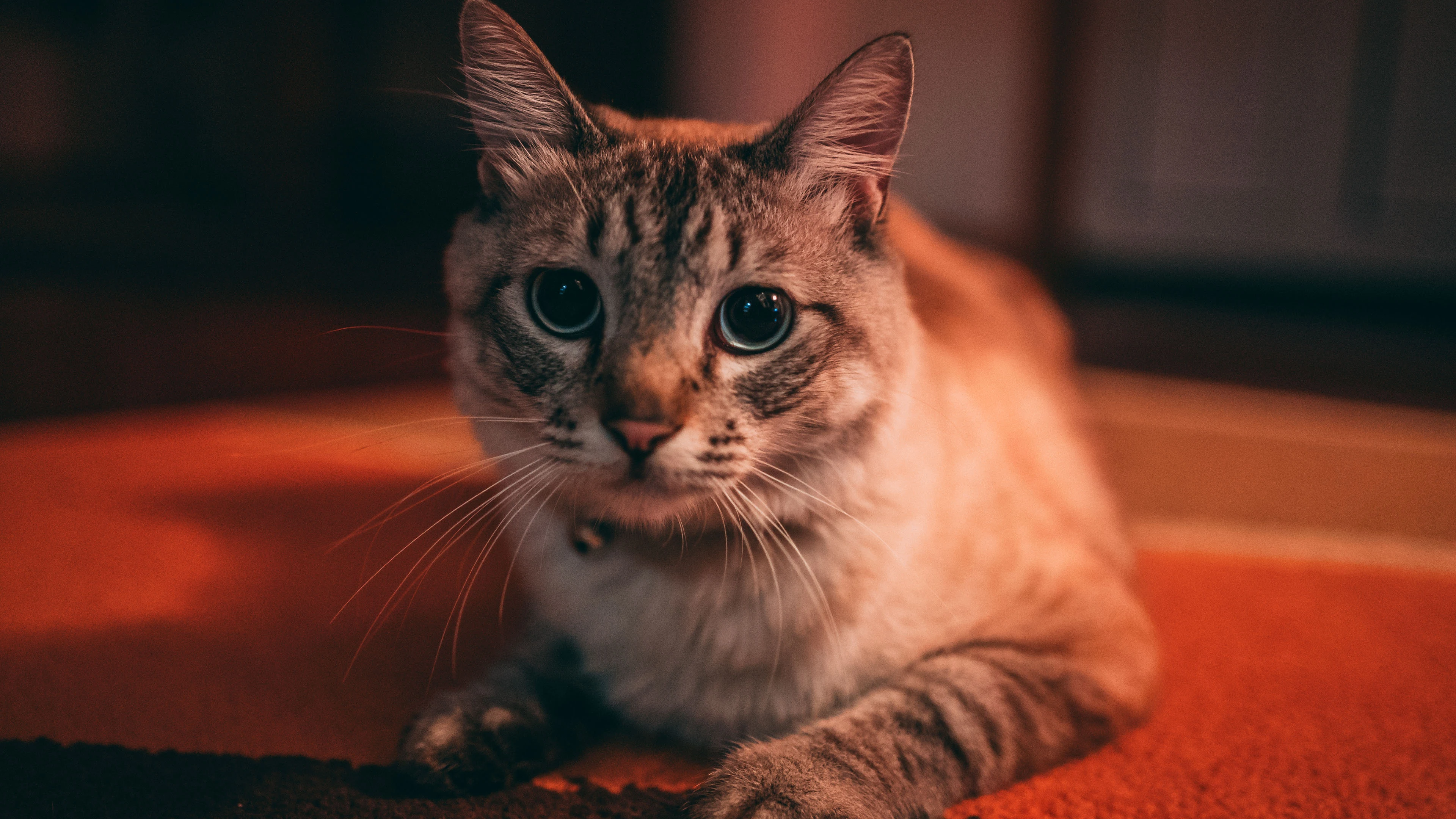 橘猫慵懒趴在窗台 高清图片