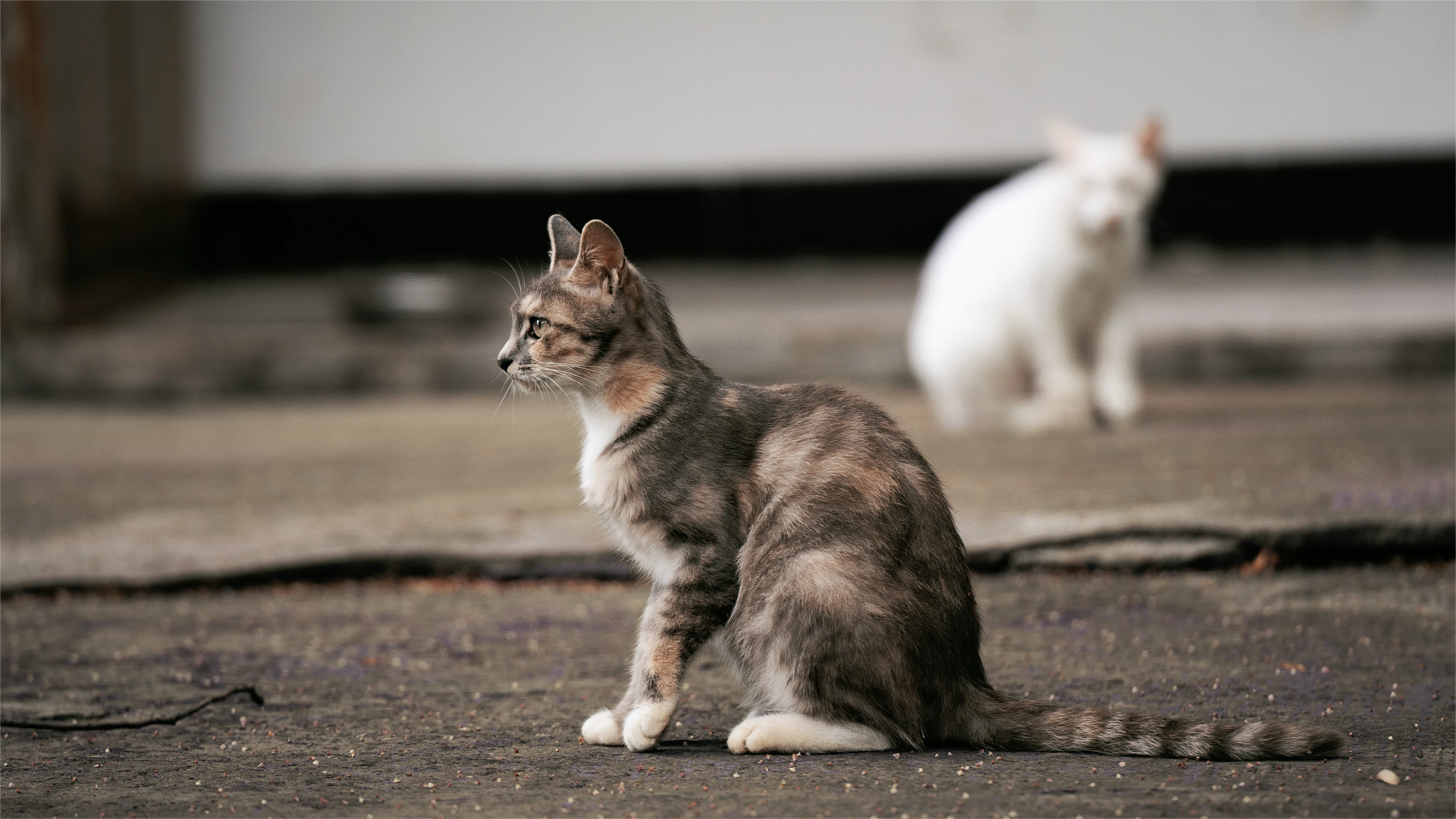 黑猫好奇玩逗猫棒 趣味素材
