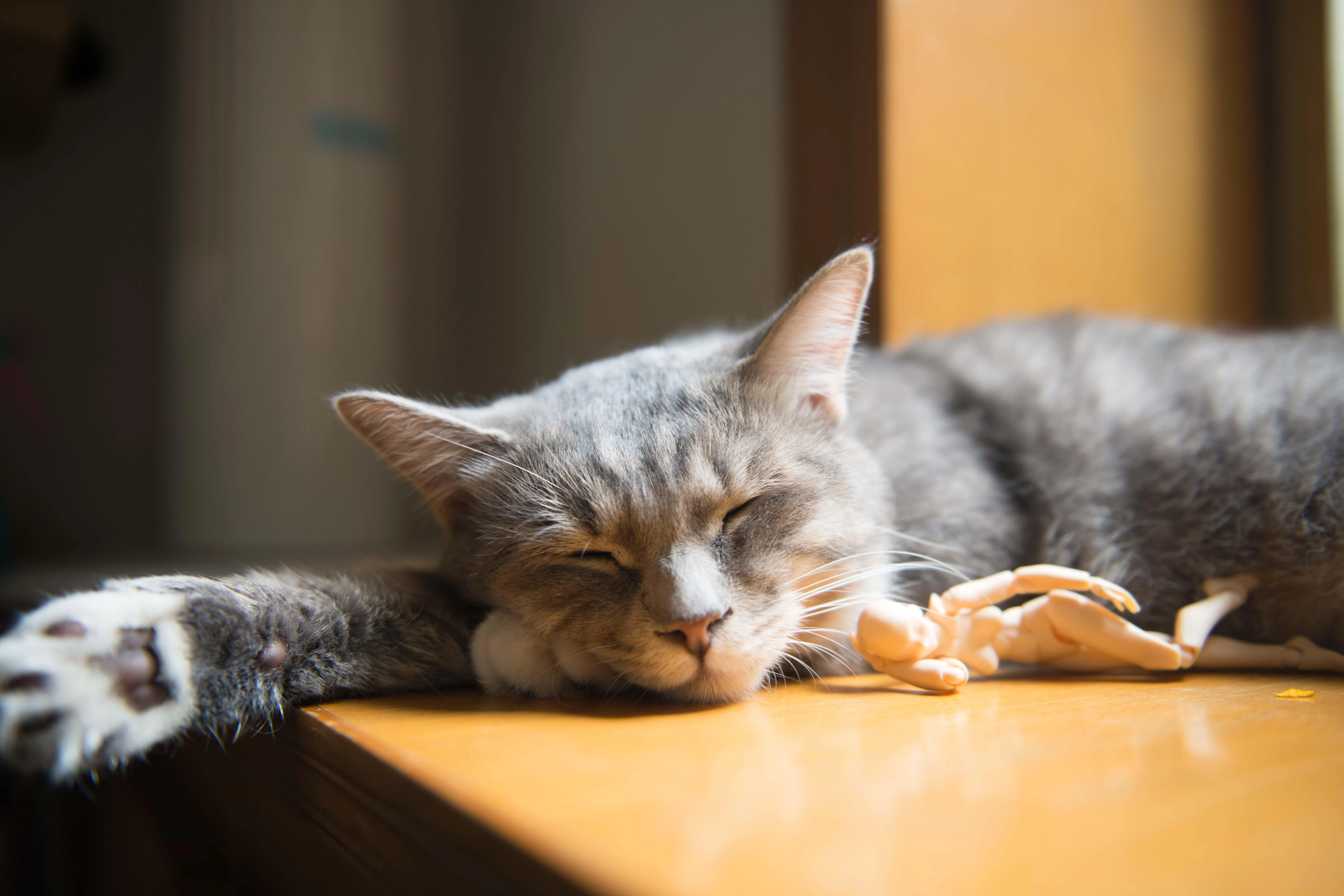 三花猫歪头看镜头 萌系图片