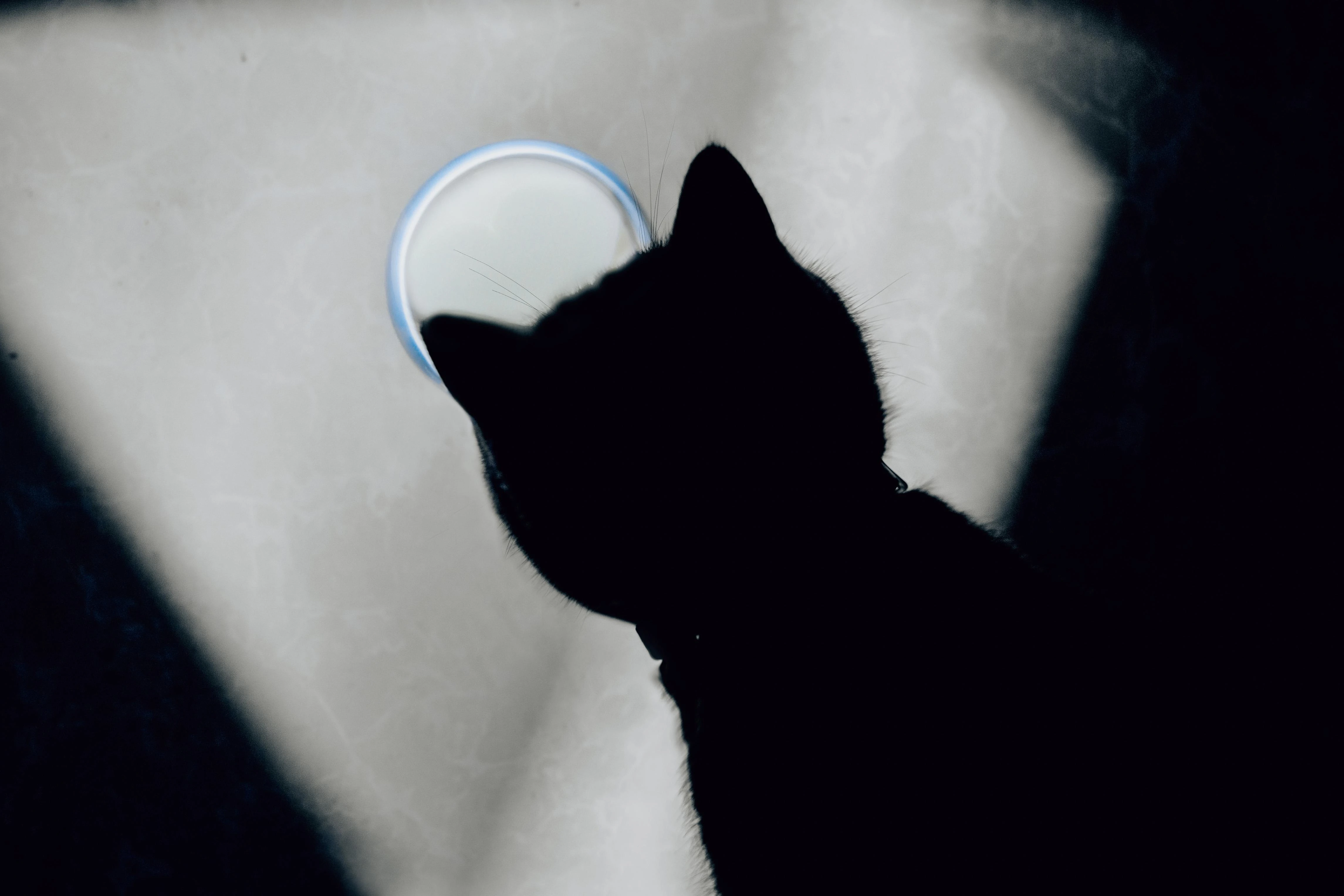 猫咪揣手蹲沙发 高清写真