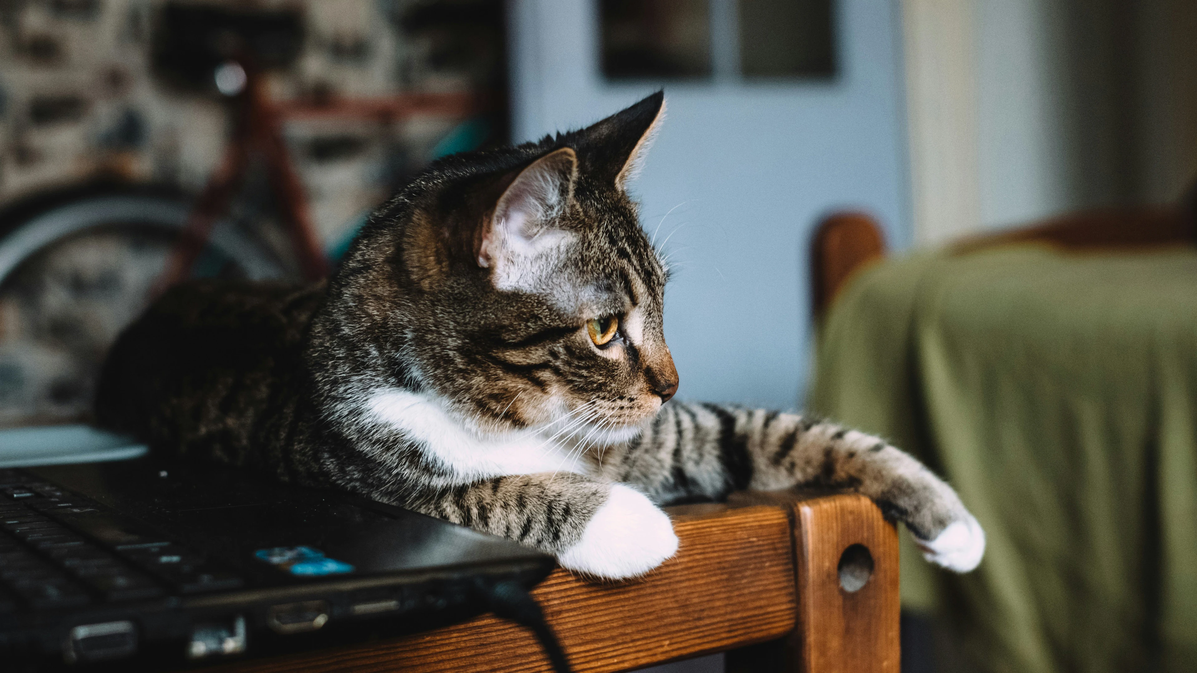 4k动物图片 奶猫蜷缩睡觉 软萌照片