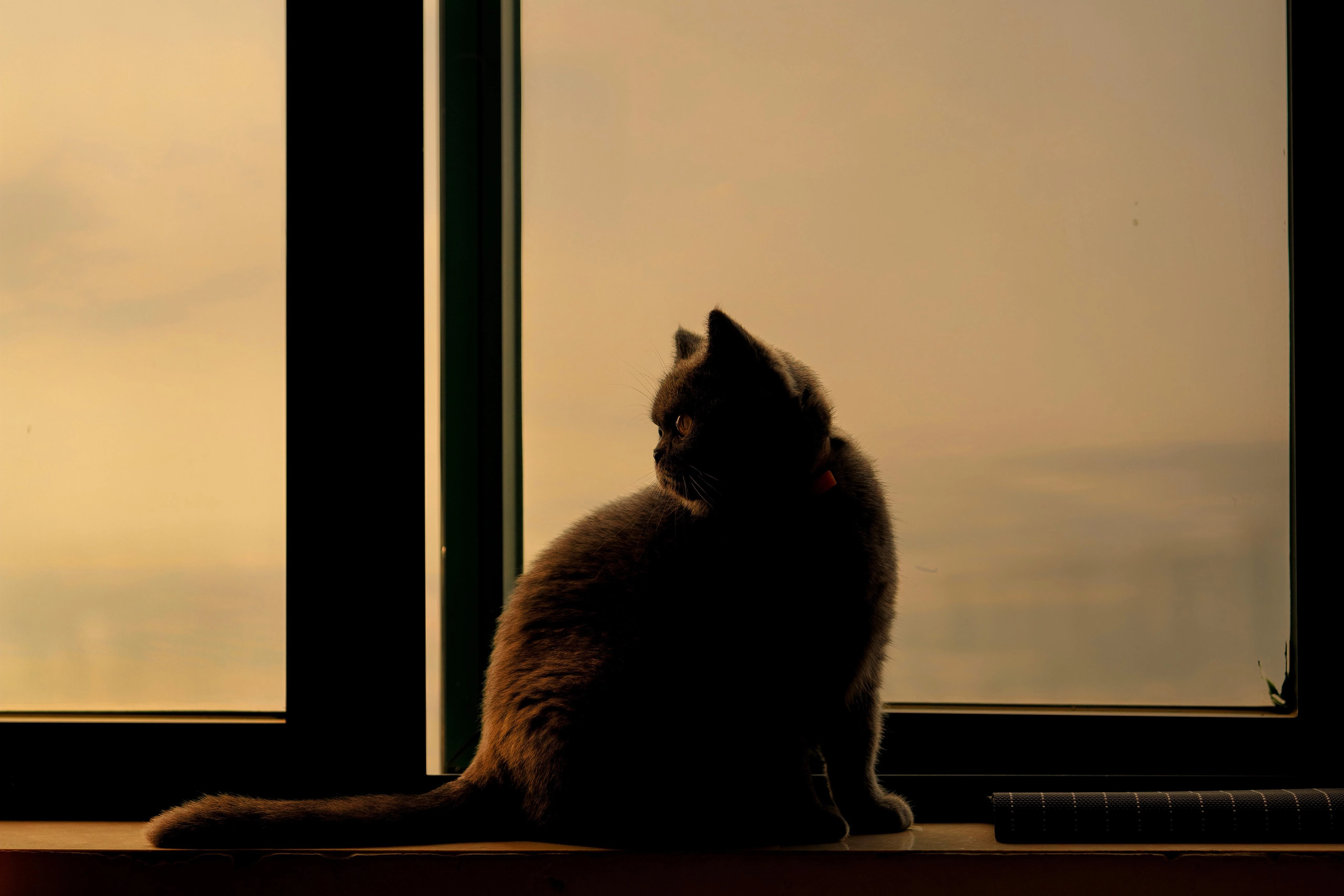 黑猫好奇玩逗猫棒 趣味素材