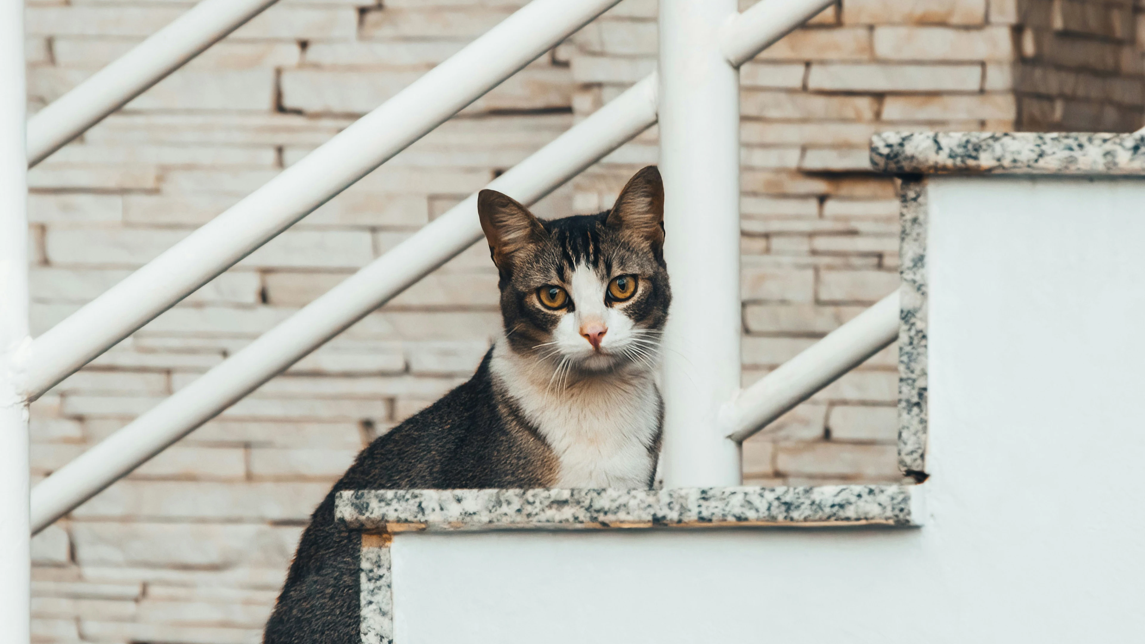 三花猫歪头看镜头 萌系图片
