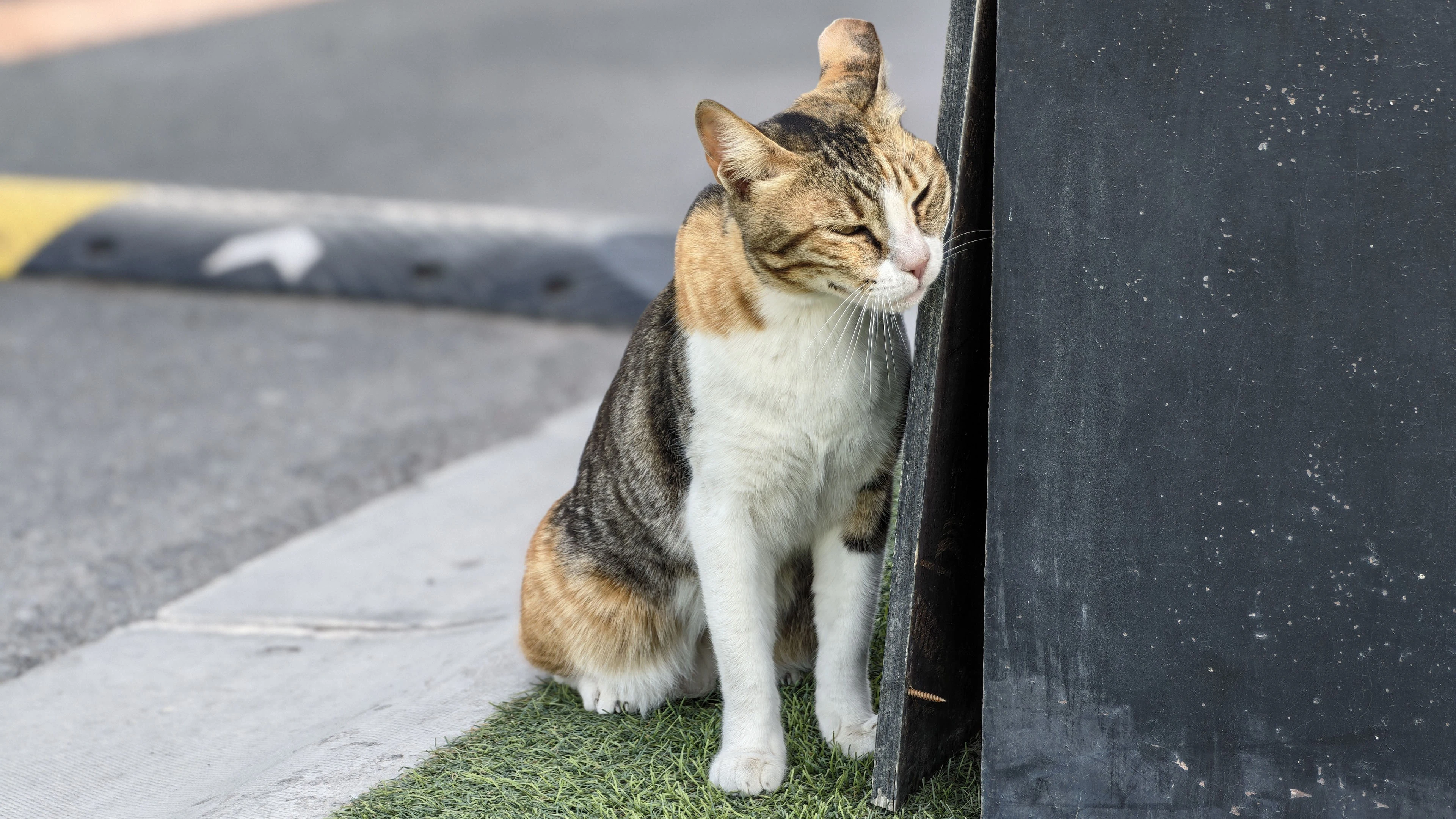 黑猫好奇玩逗猫棒 趣味素材
