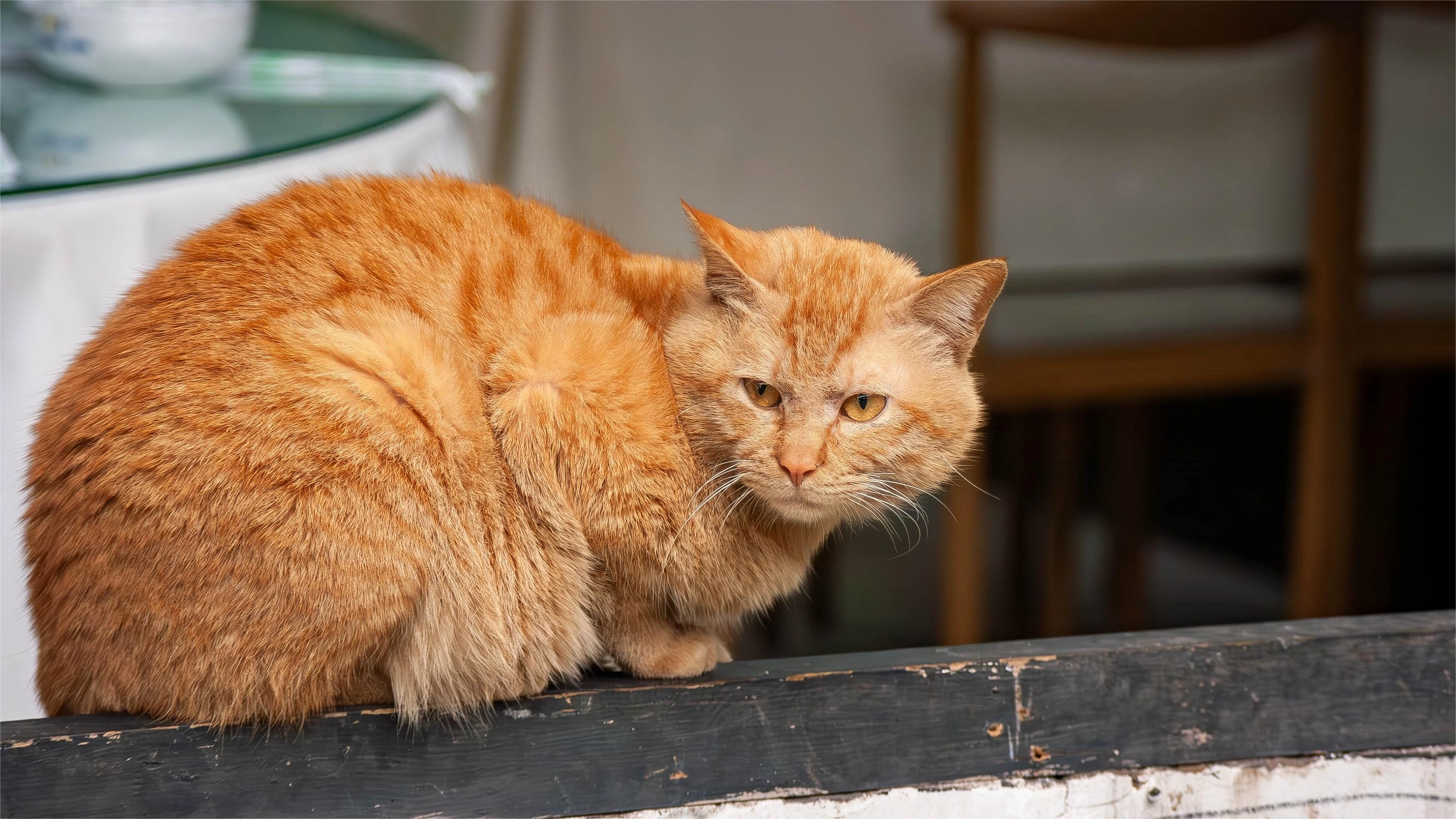三花猫歪头看镜头 萌系图片