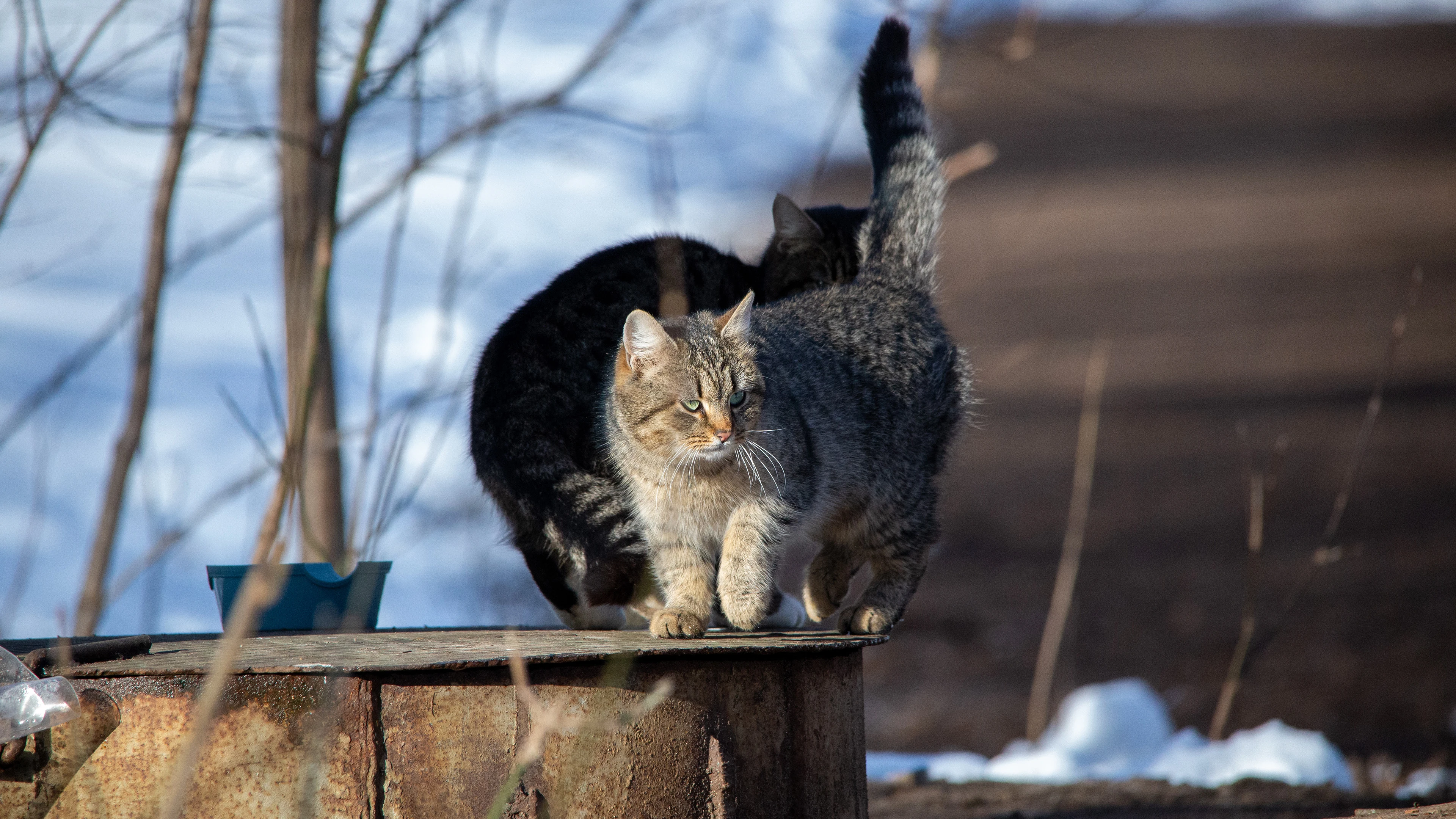 猫咪揣手蹲沙发 高清写真