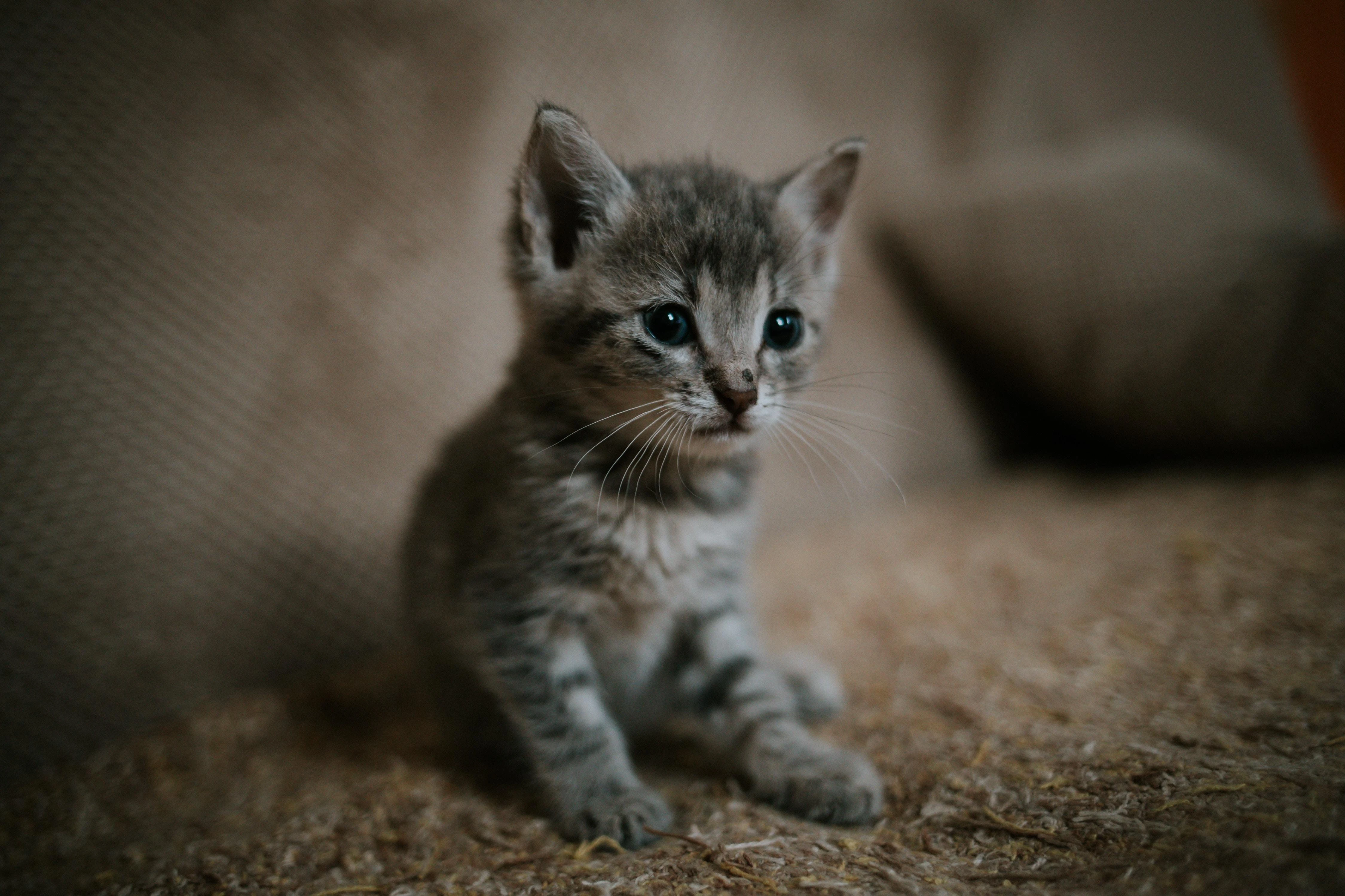 橘猫慵懒趴在窗台 高清图片