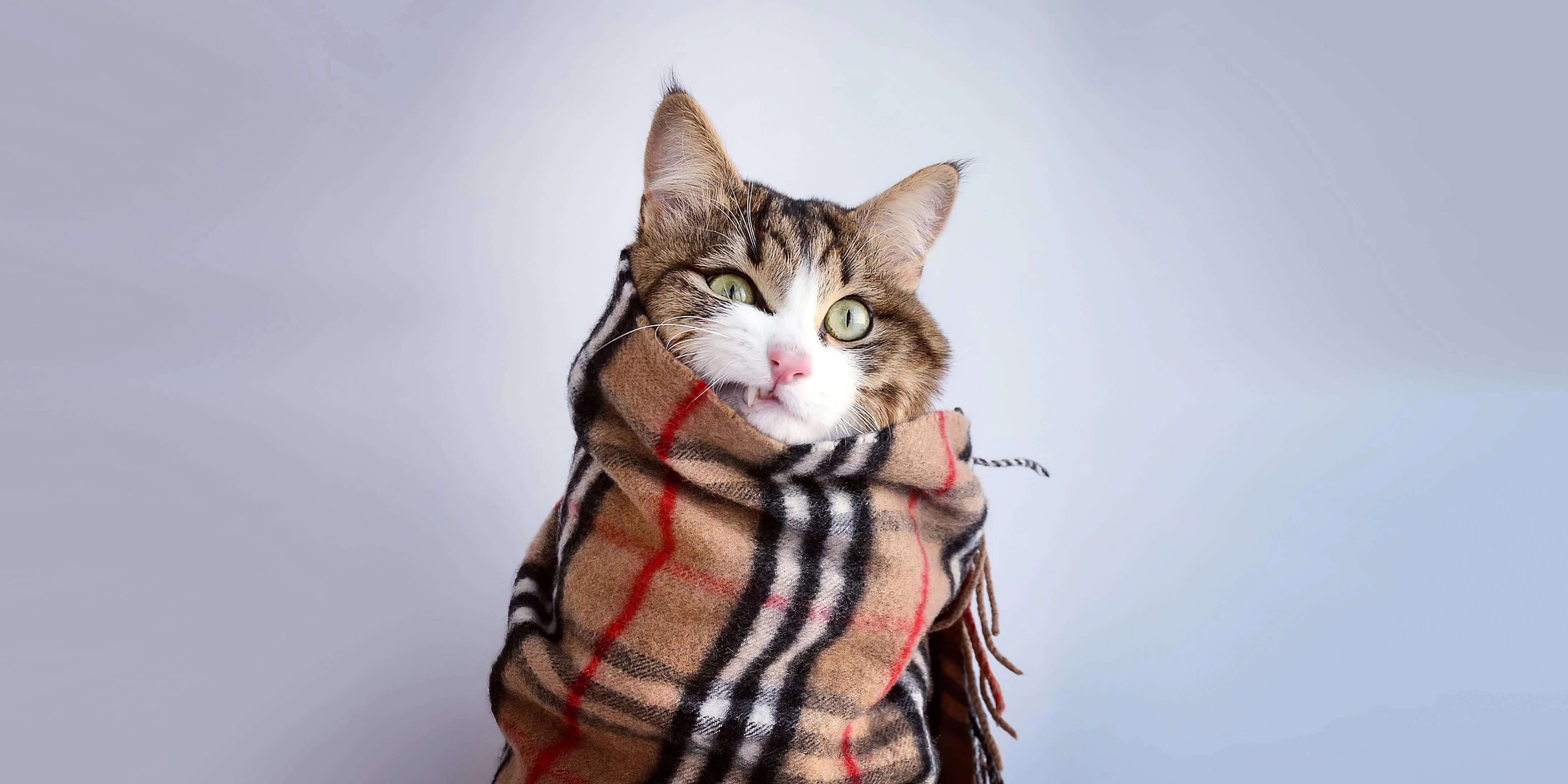 猫咪蹭桌面撒娇 可爱图片
