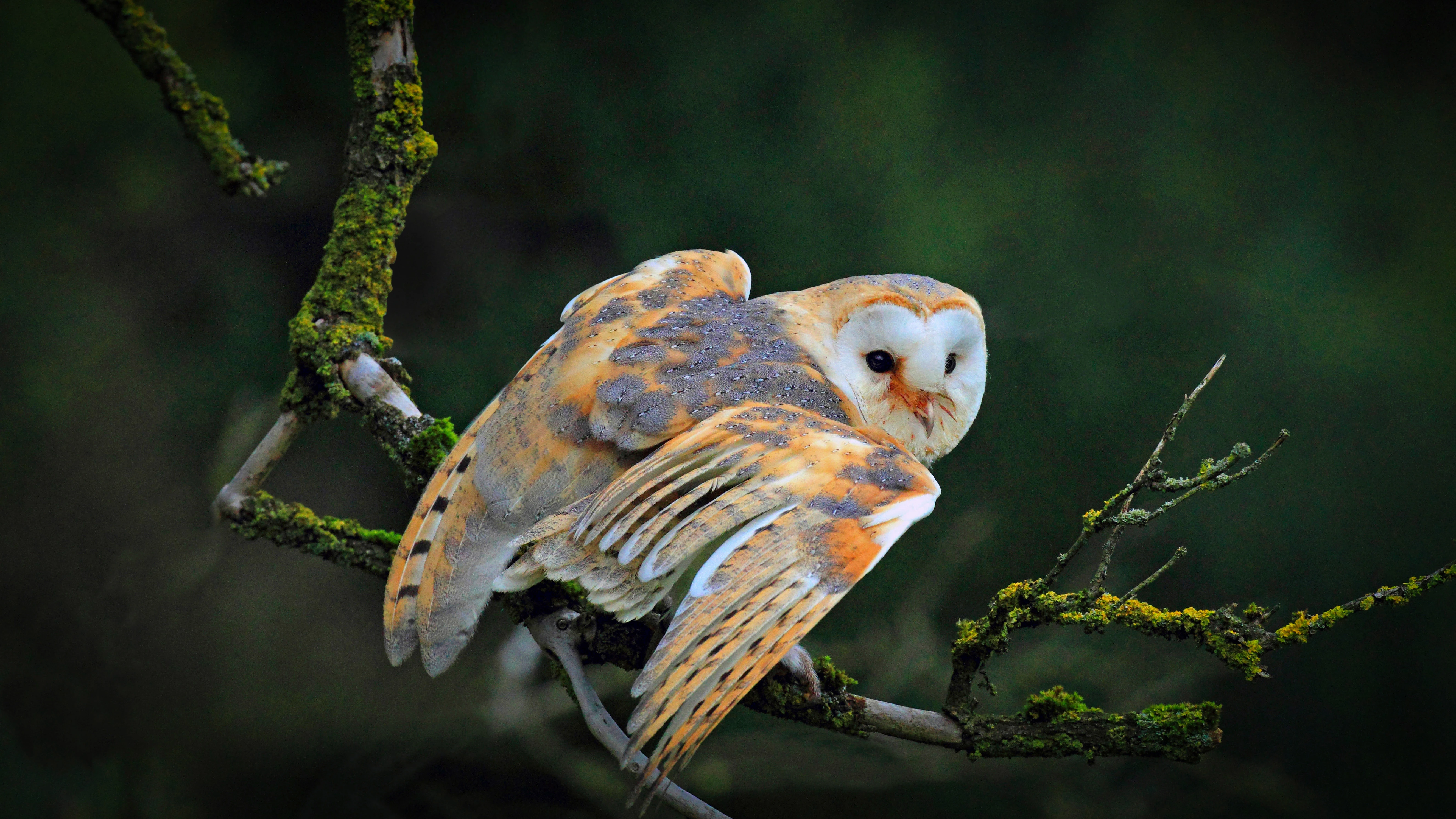 萌宠小鸟图片合集 各类鸟类摄影欣赏