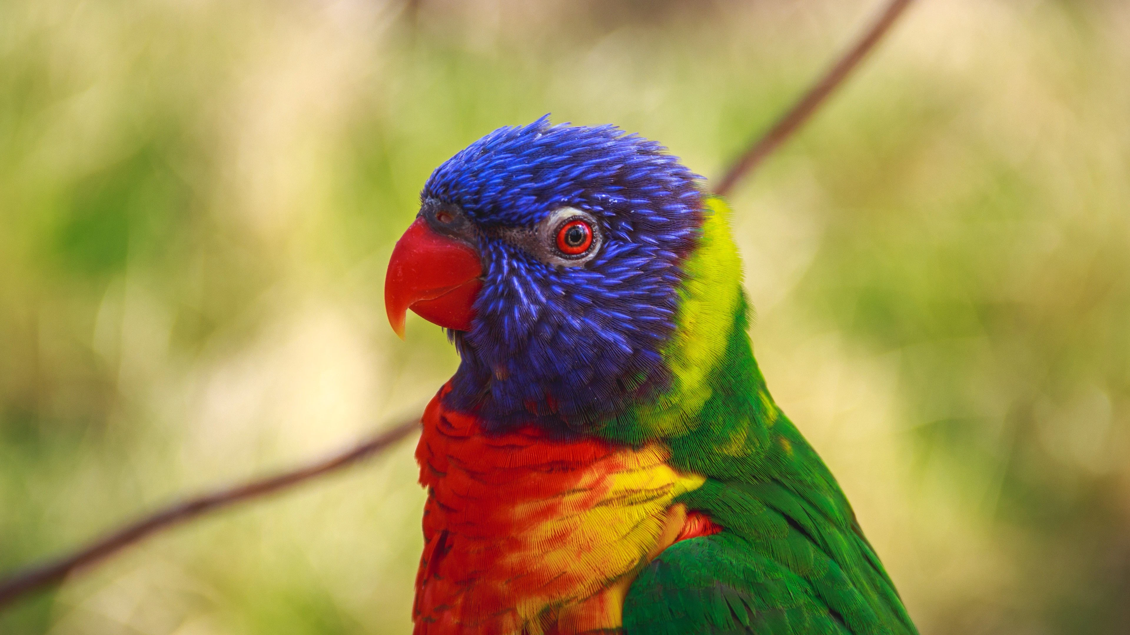鸟趴在地上 高清图片