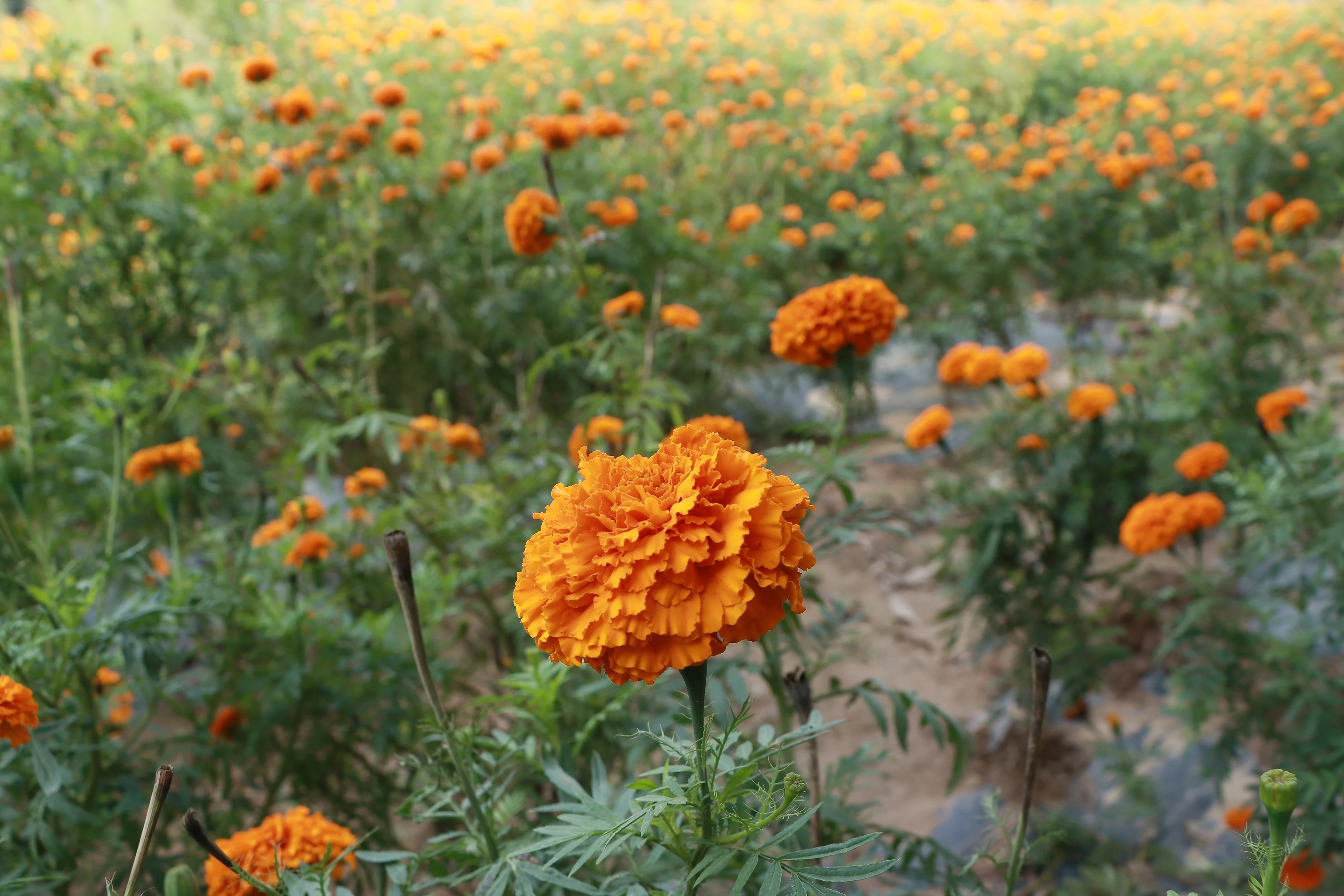 4k画质 唯美的 花卉植物花 花朵壁纸 电脑桌牌壁纸