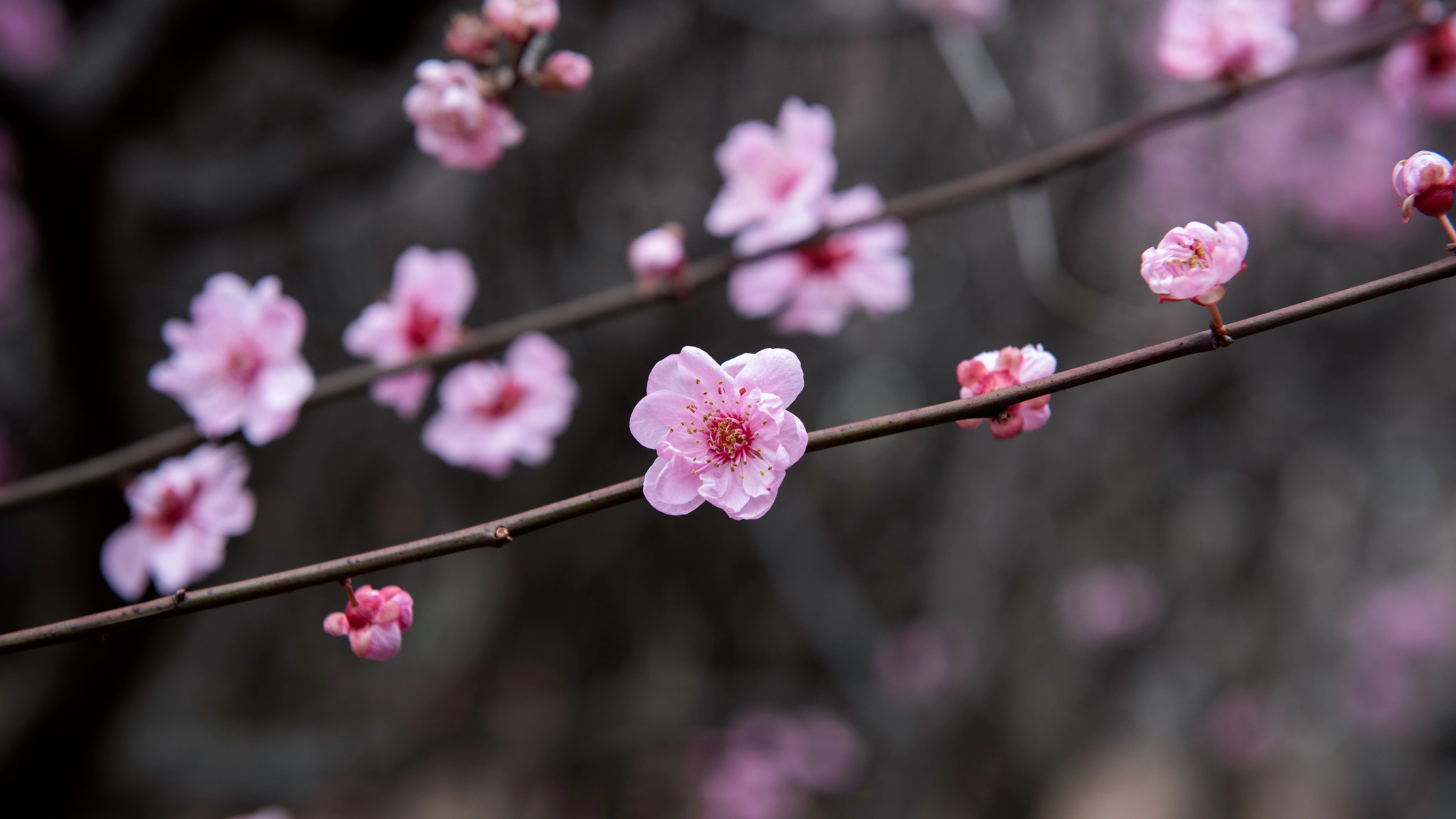 2K壁纸 治愈的 花卉植物花 花朵壁纸 桌面屏保