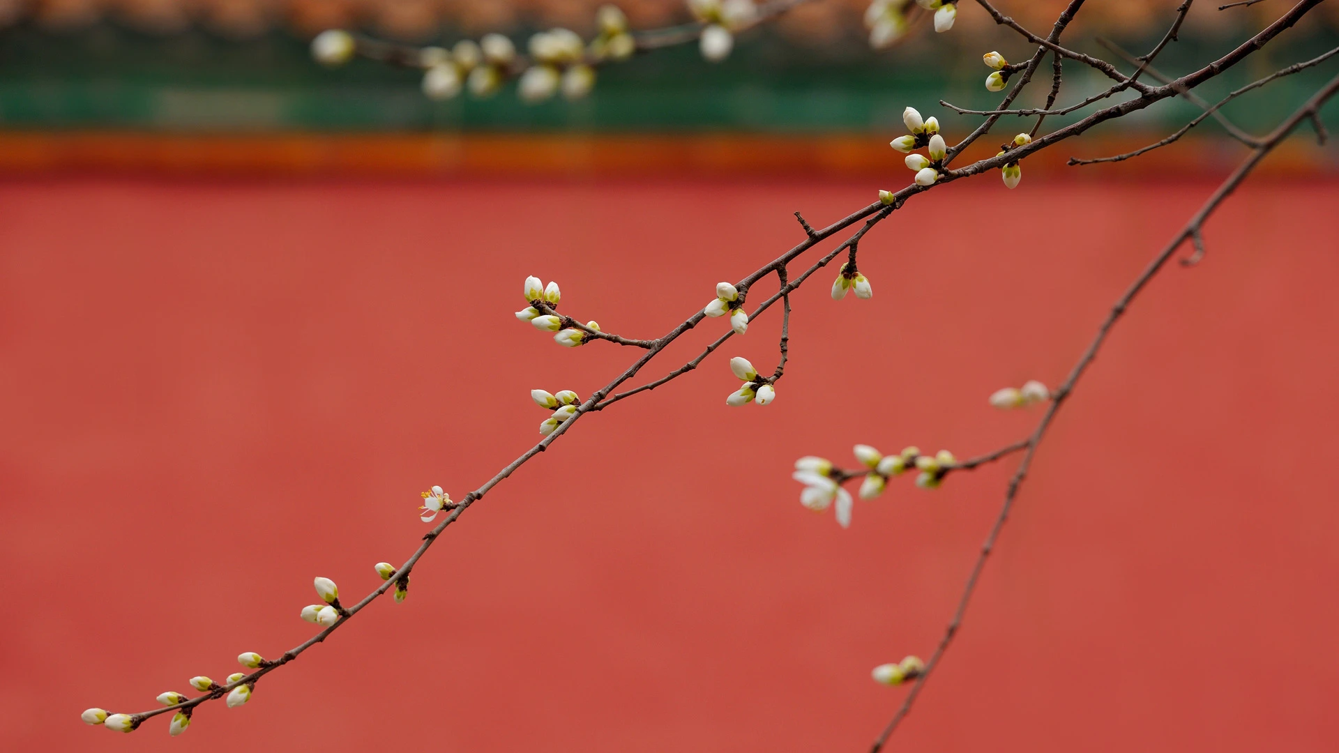 2K壁纸 鲜艳的 花卉植物花 花卉壁纸 自然背景