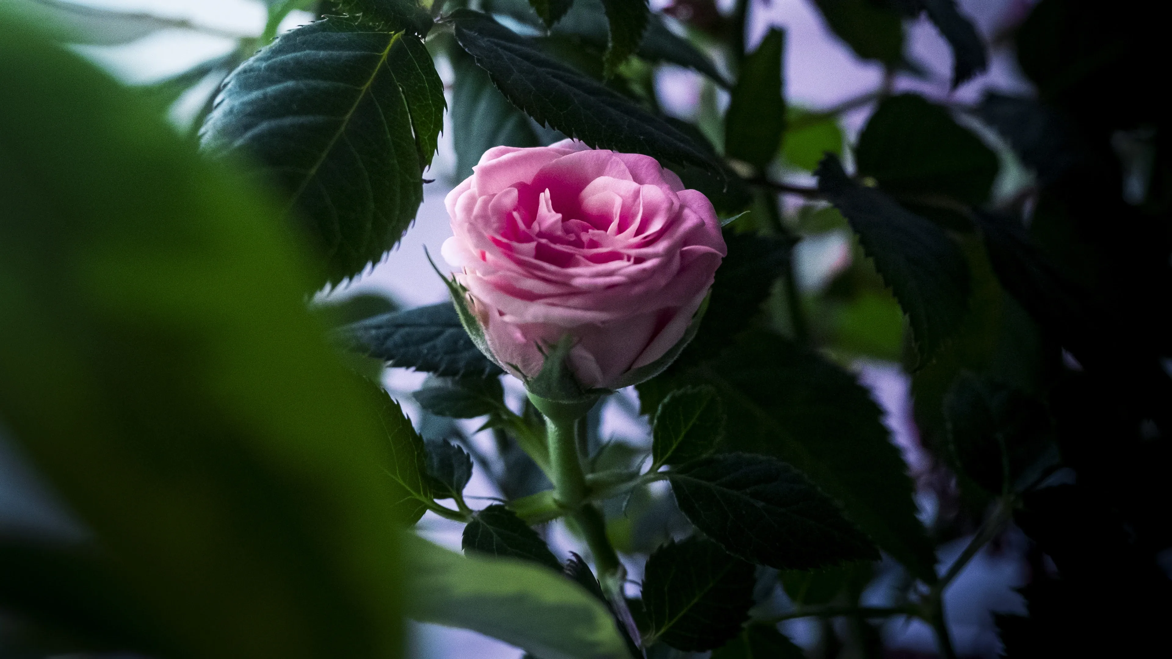 4K超清晰静物特写花卉纹理精致视觉感