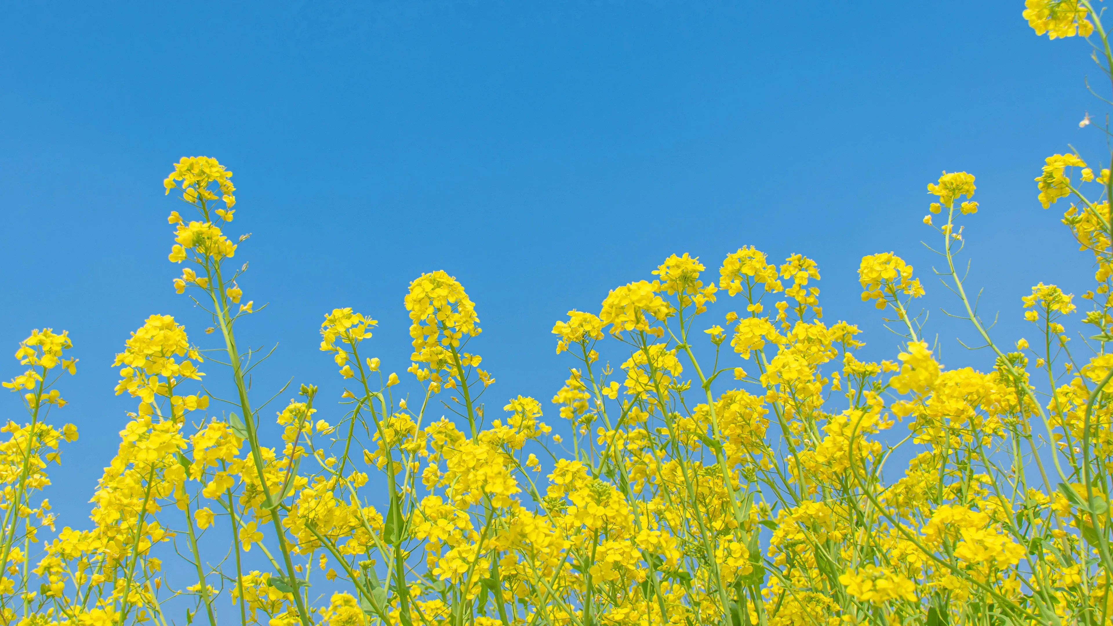 4K超清晰静物特写花卉纹理精致视觉感