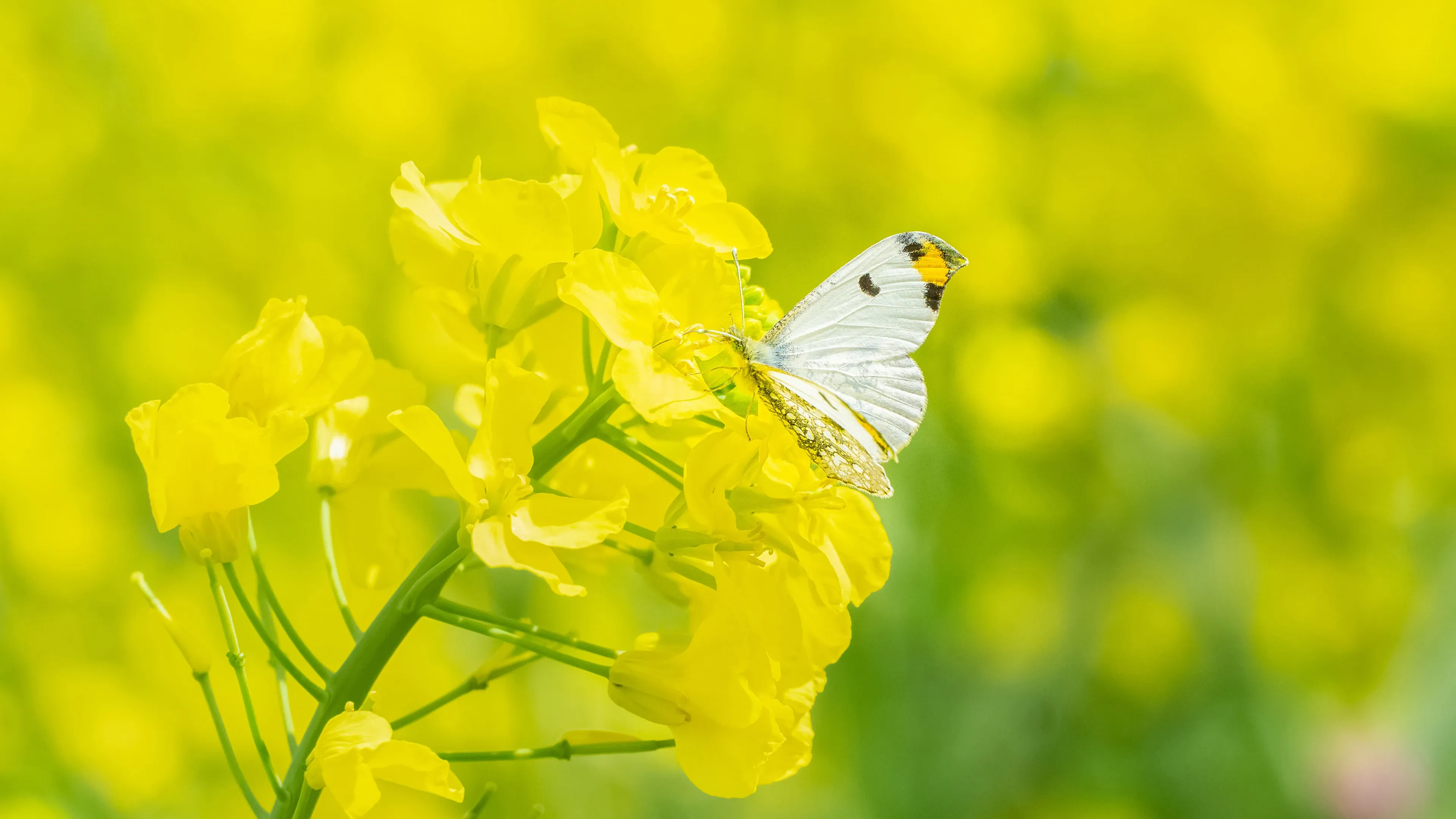 4K超清晰静物特写花卉高清视觉体验