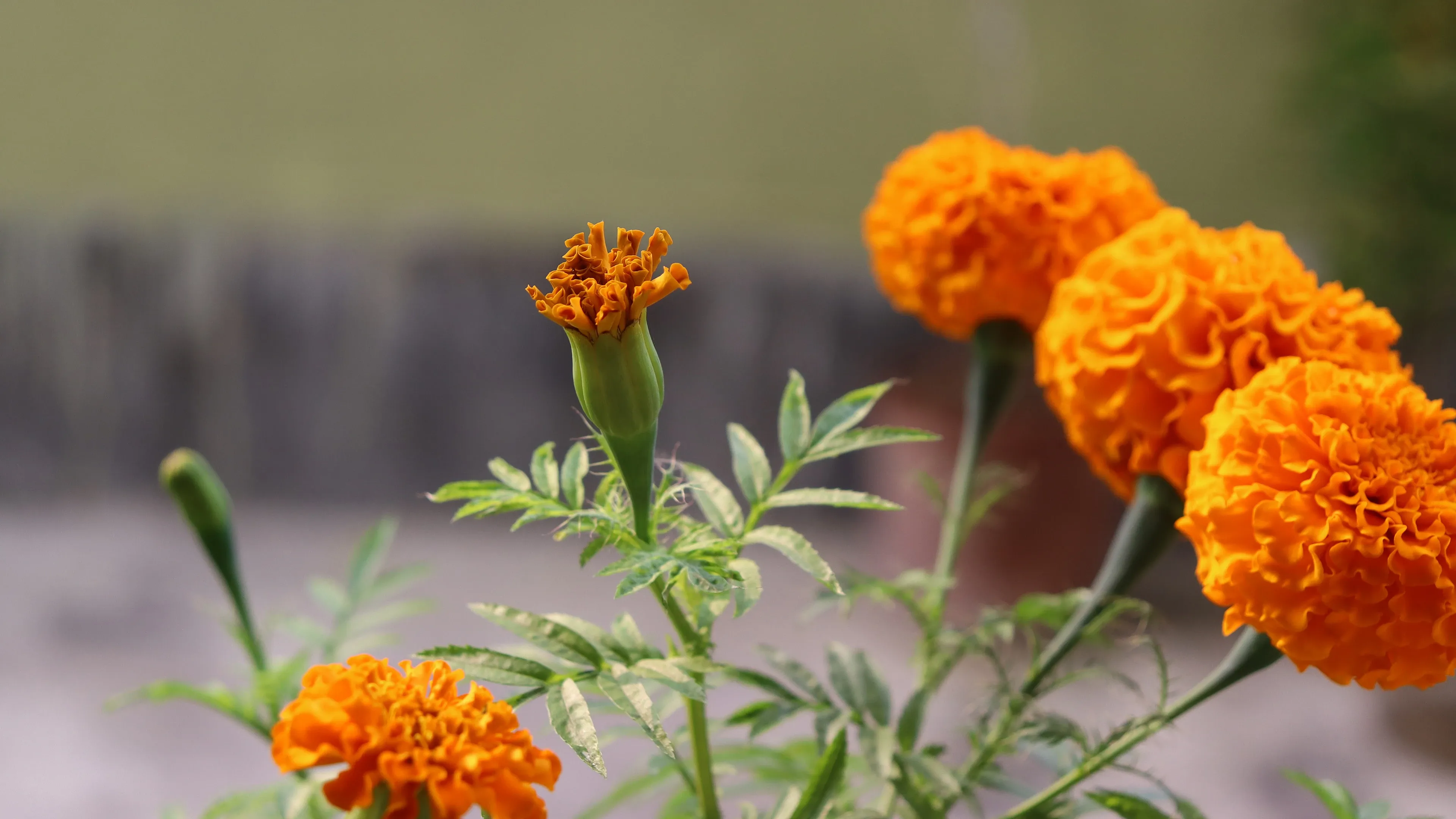 4K超清晰静物特写花卉独特视觉效果