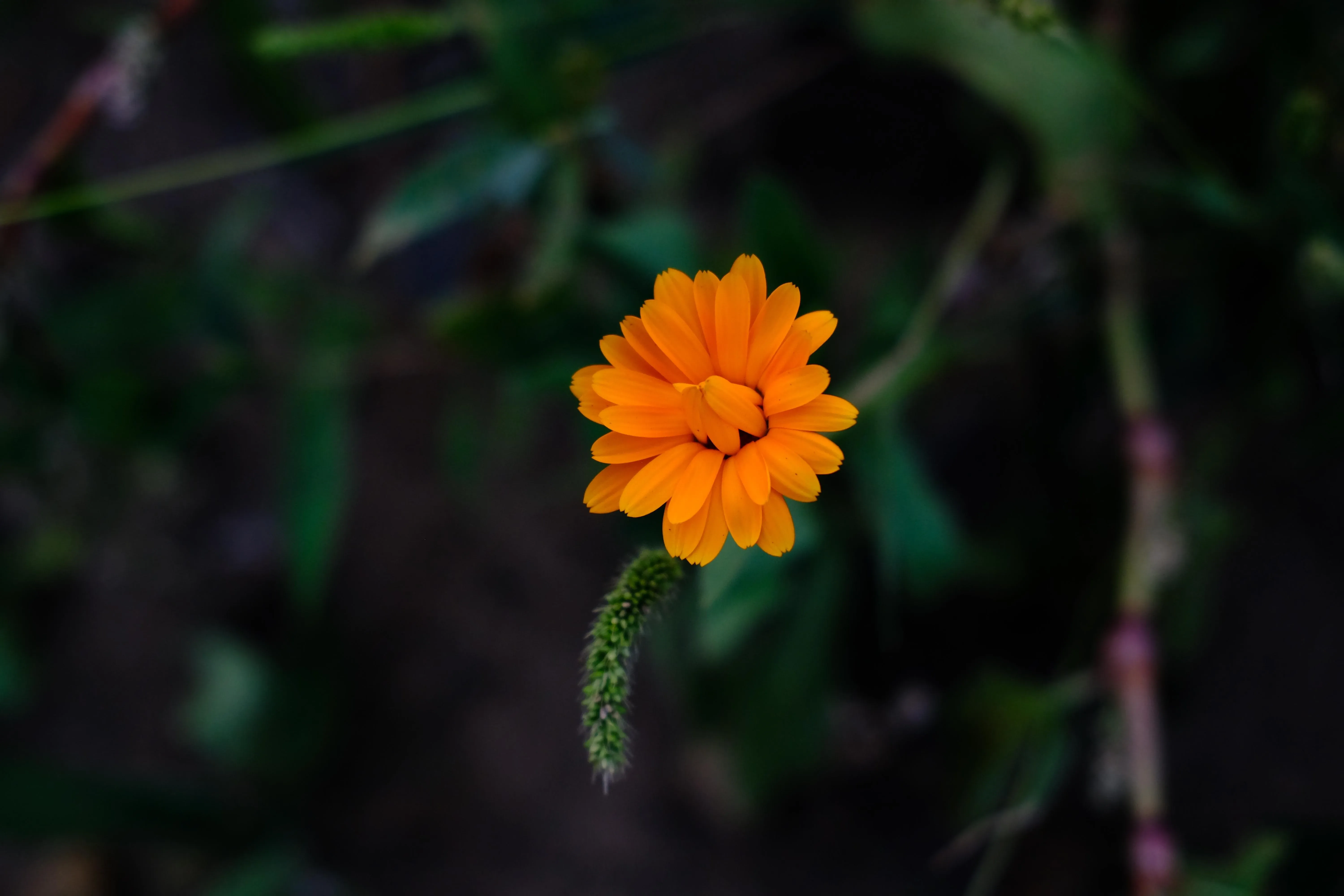 4K超清晰静物特写花卉高清视觉体验