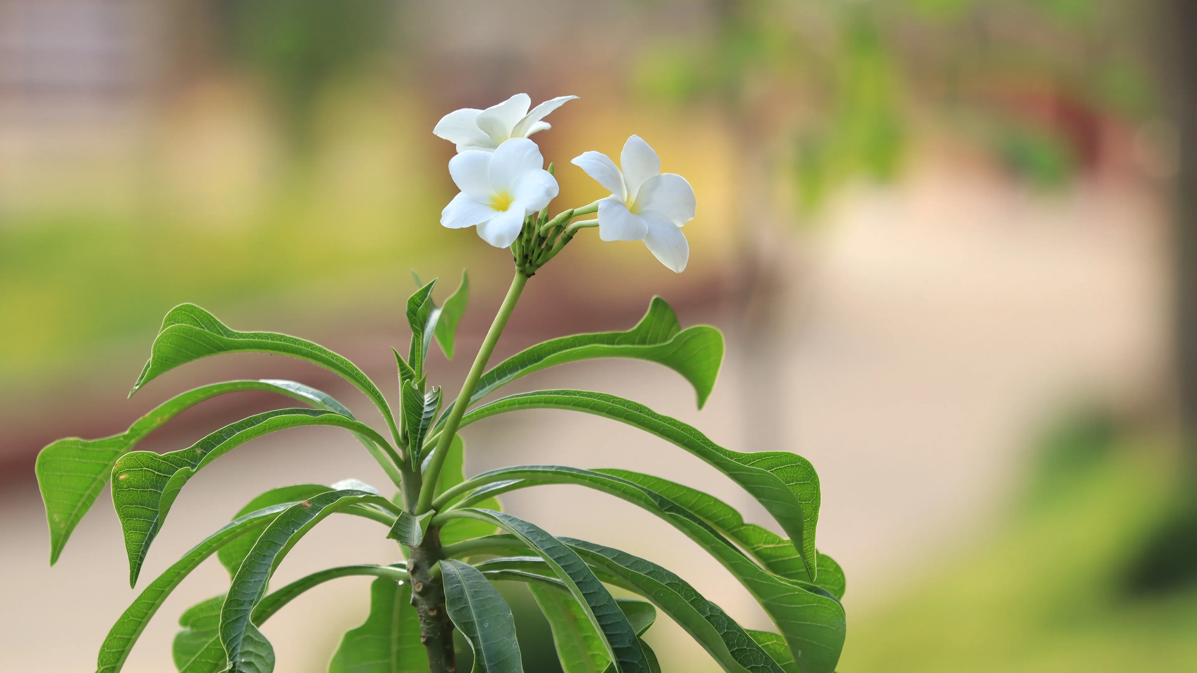 4K超清晰静物特写花卉个性视觉风格