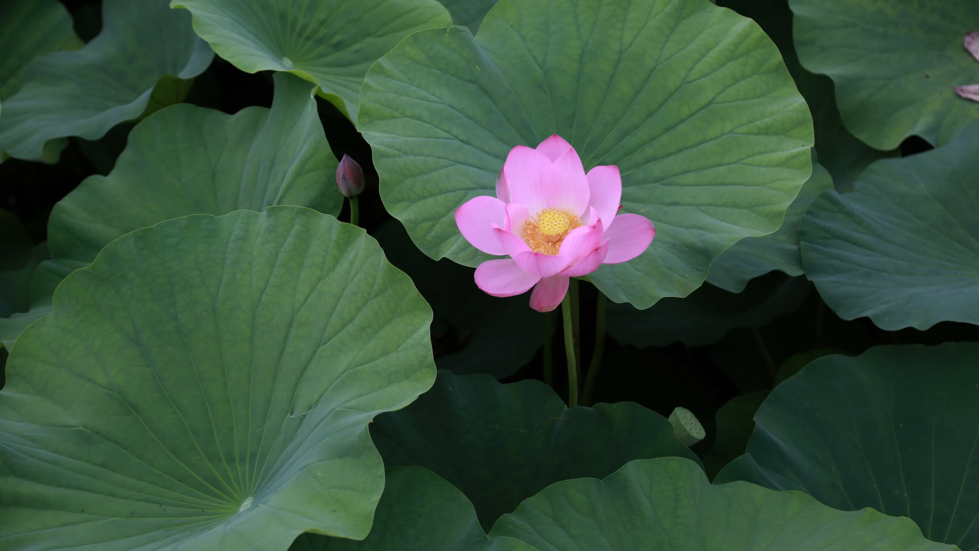 4K超清晰静物特写花卉柔和视觉感受