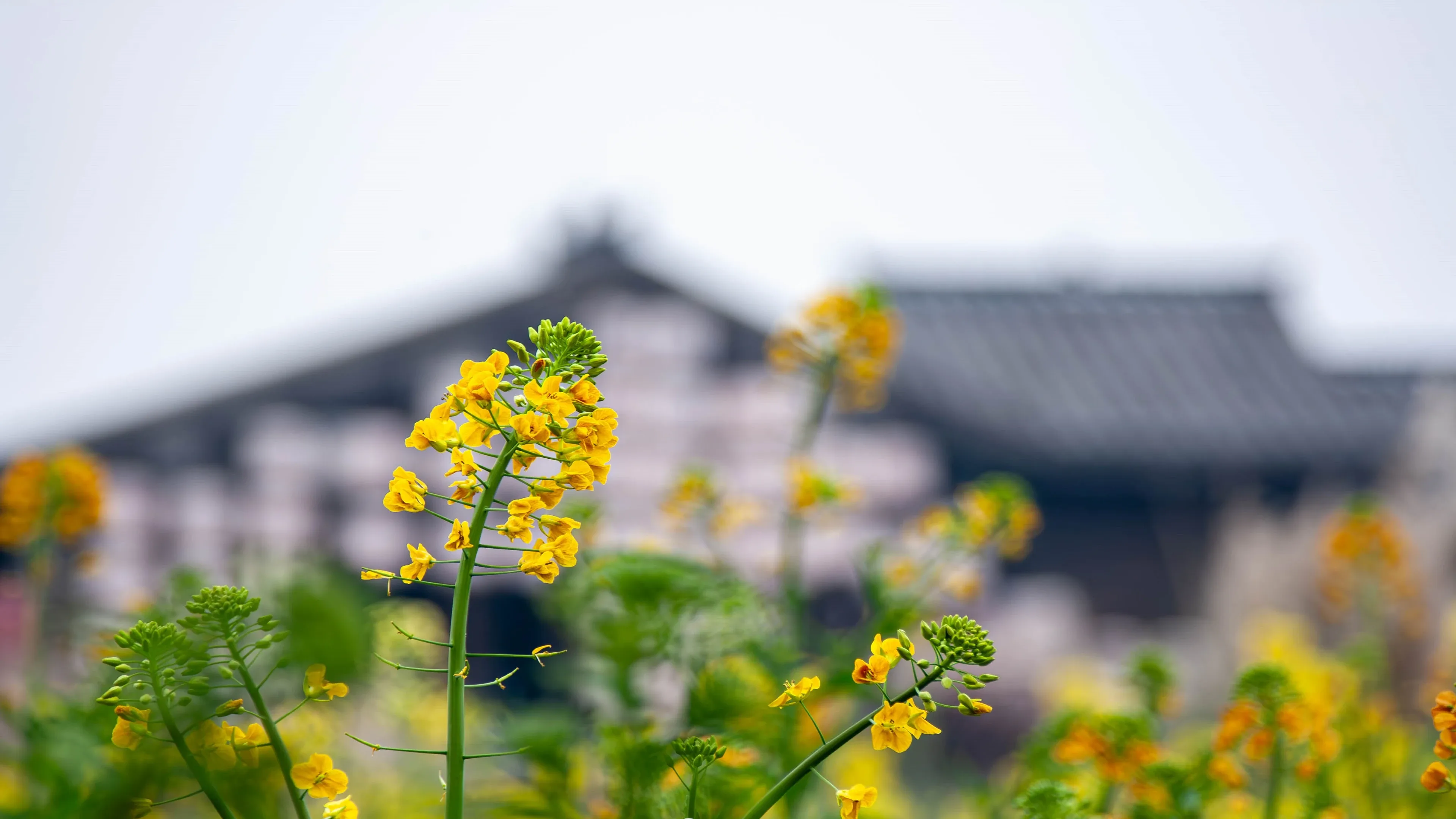 4K超清晰静物特写花卉个性视觉风格