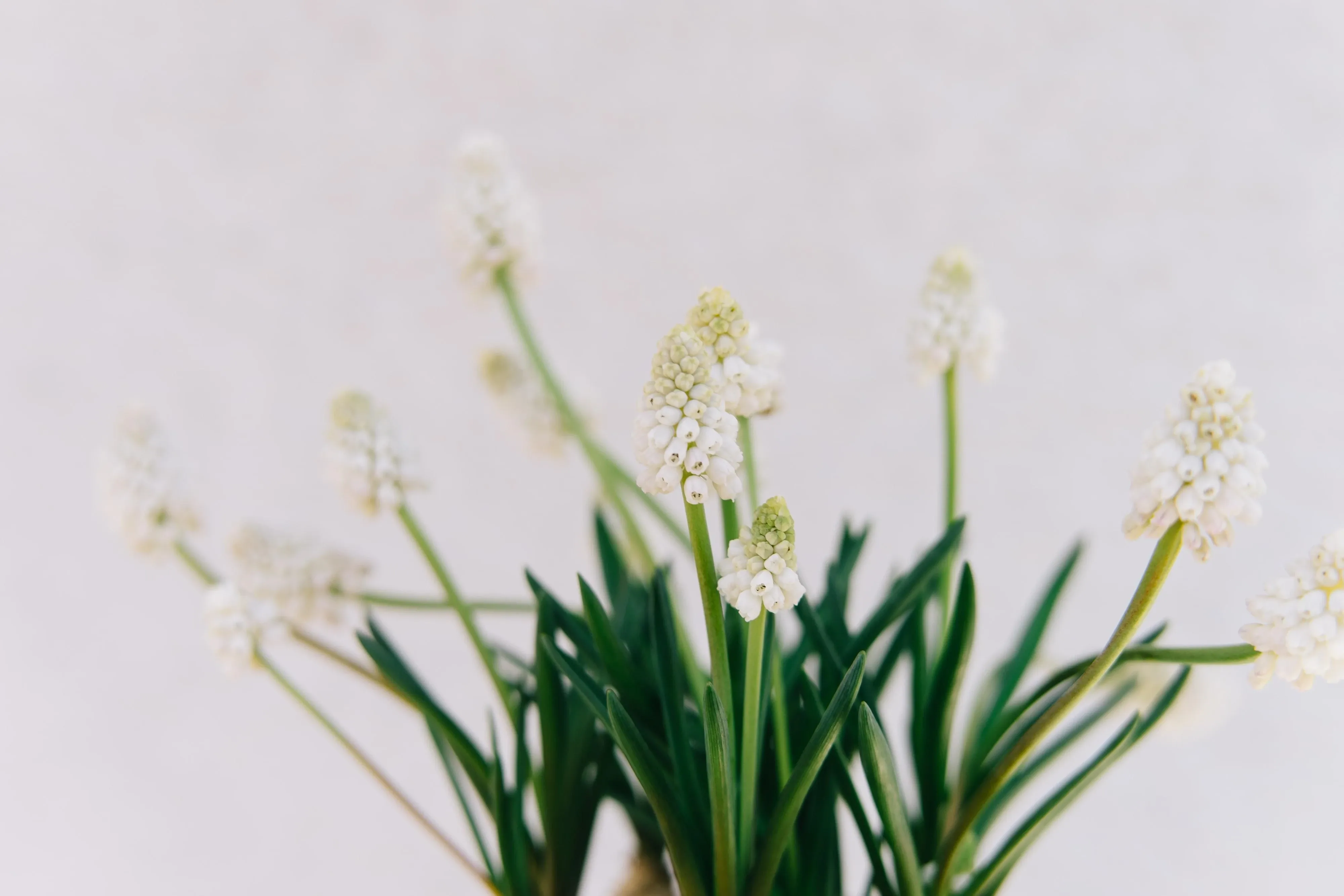 4K超清晰静物特写花卉独特视觉效果