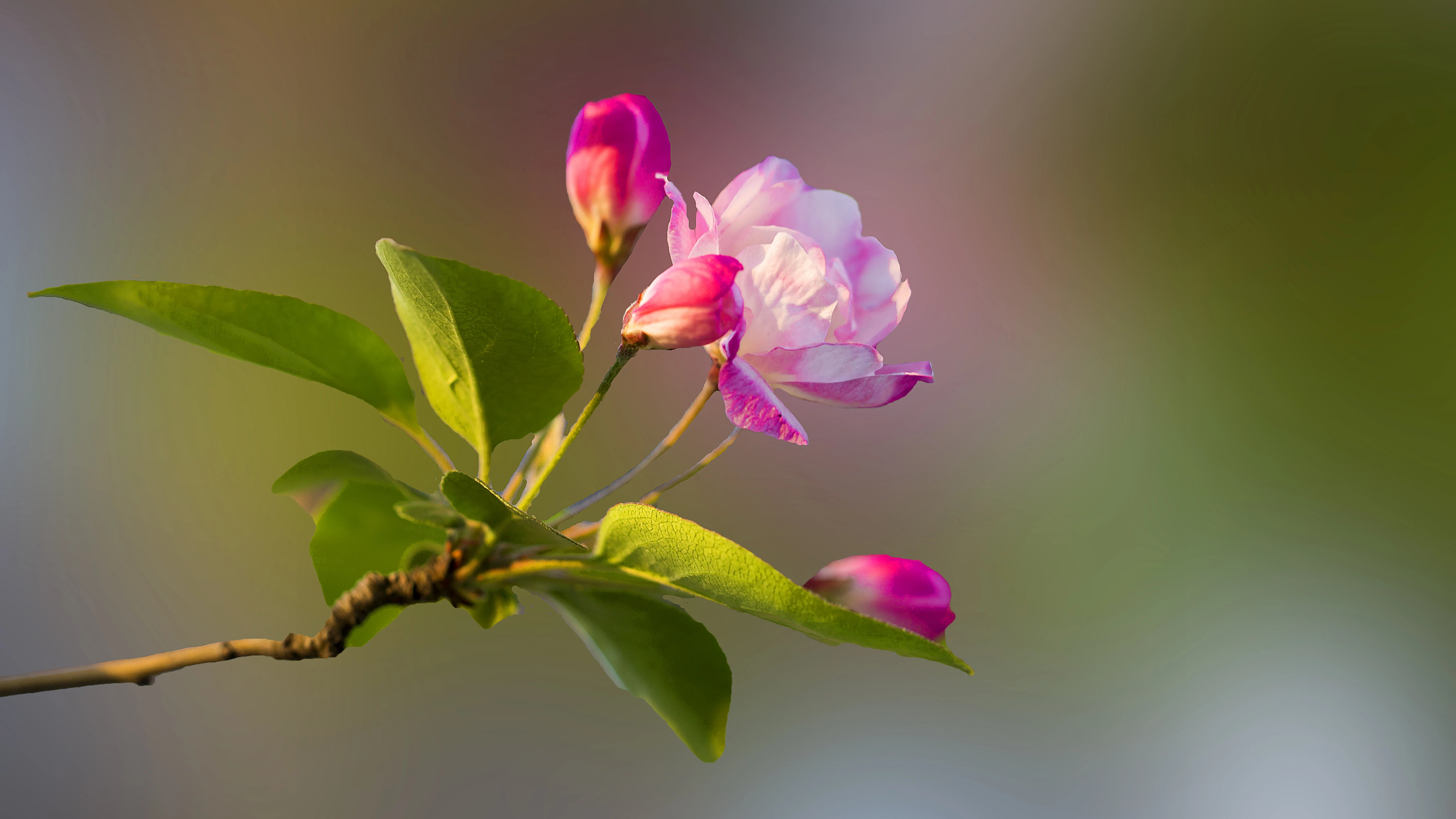 4K超清晰静物特写花卉独特视觉效果