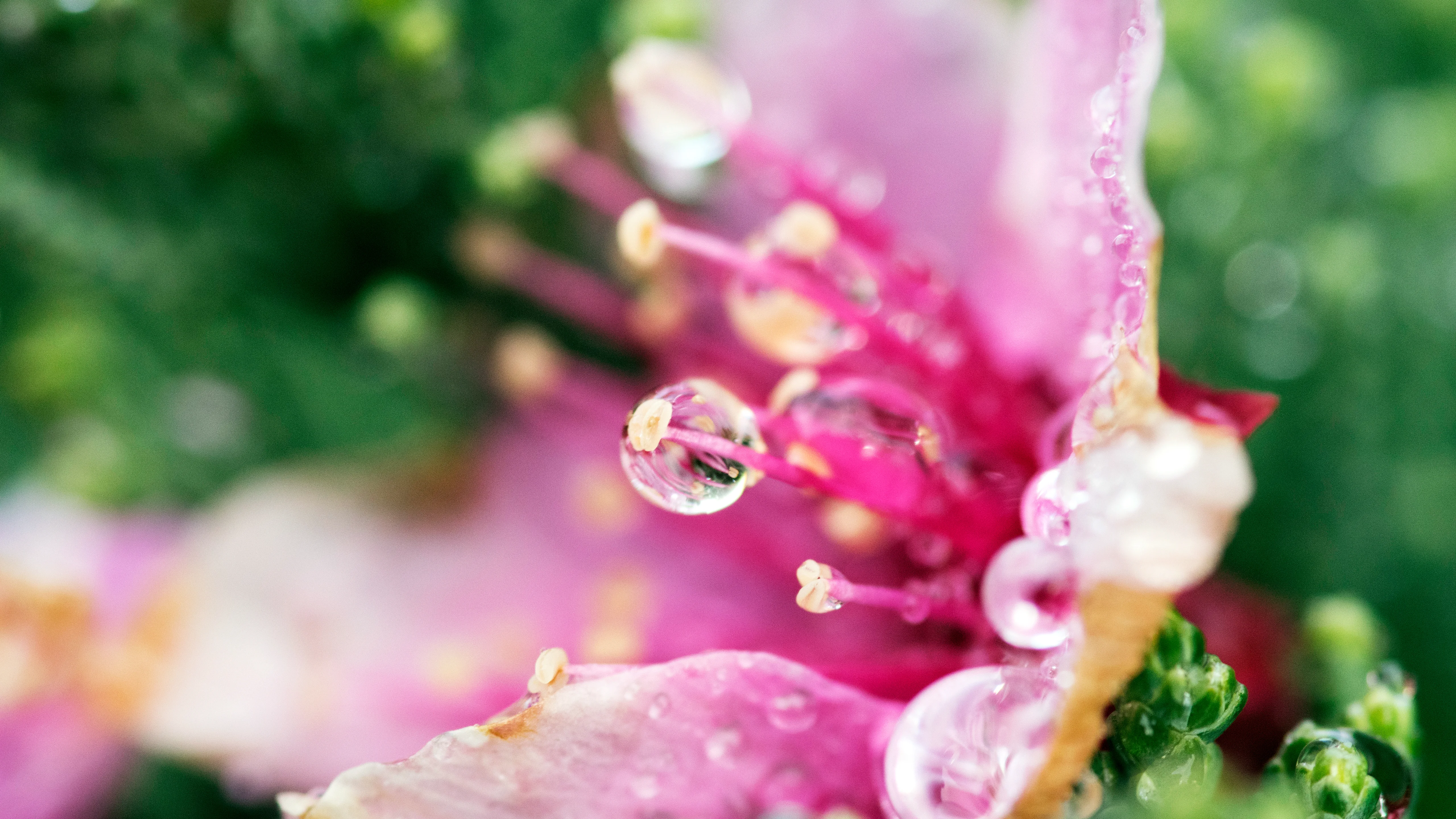 4K超清晰静物特写花卉柔和视觉感受