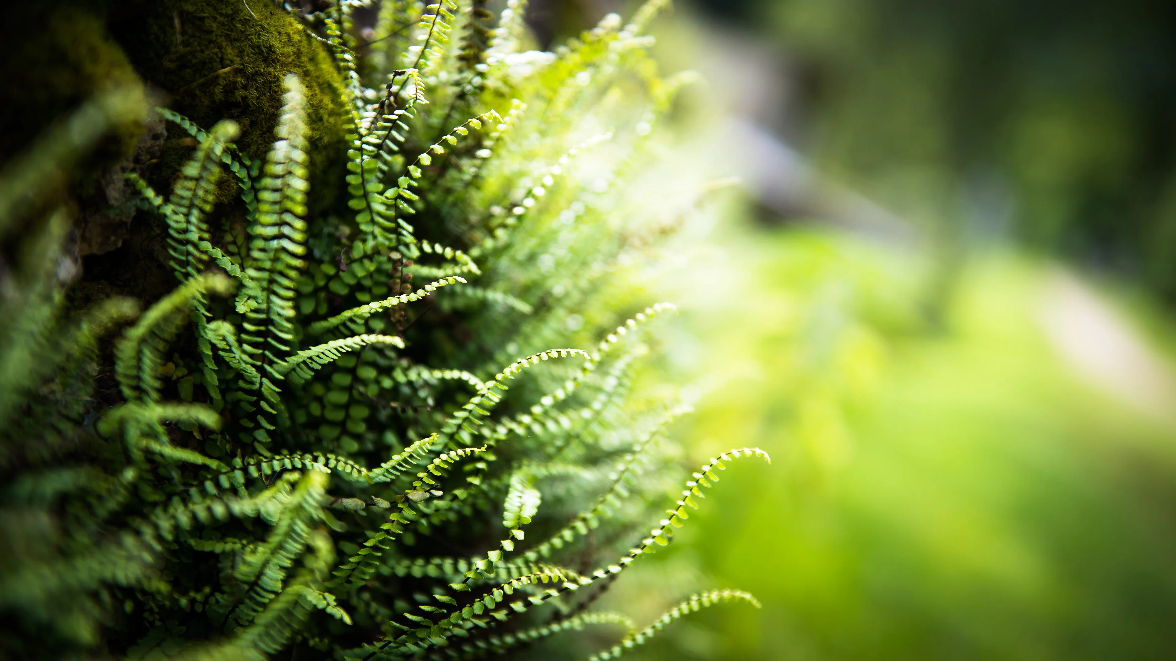 4K超清晰静物特写植物纹理精致视觉感
