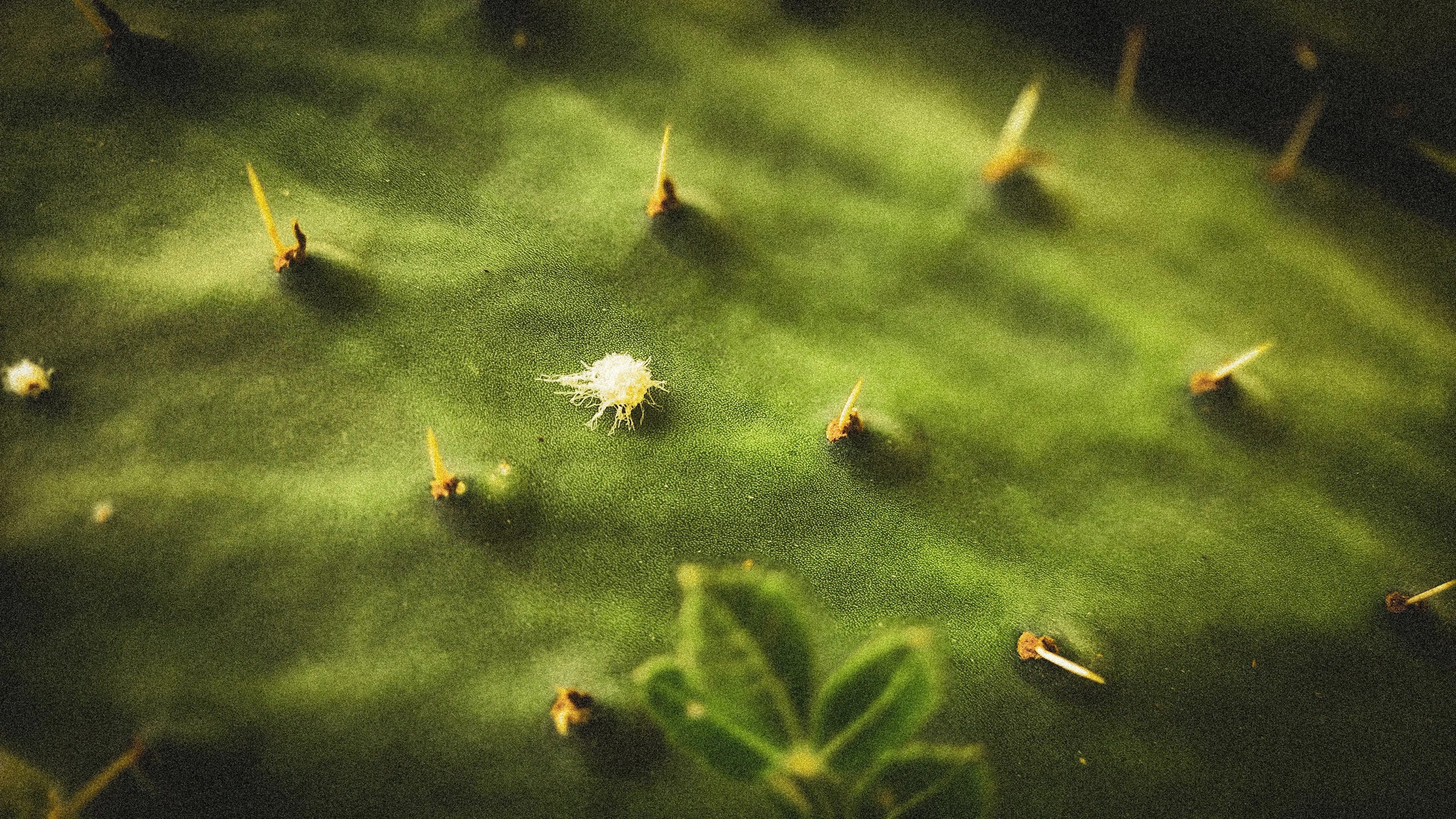 4K超清晰静物特写植物独特视觉效果