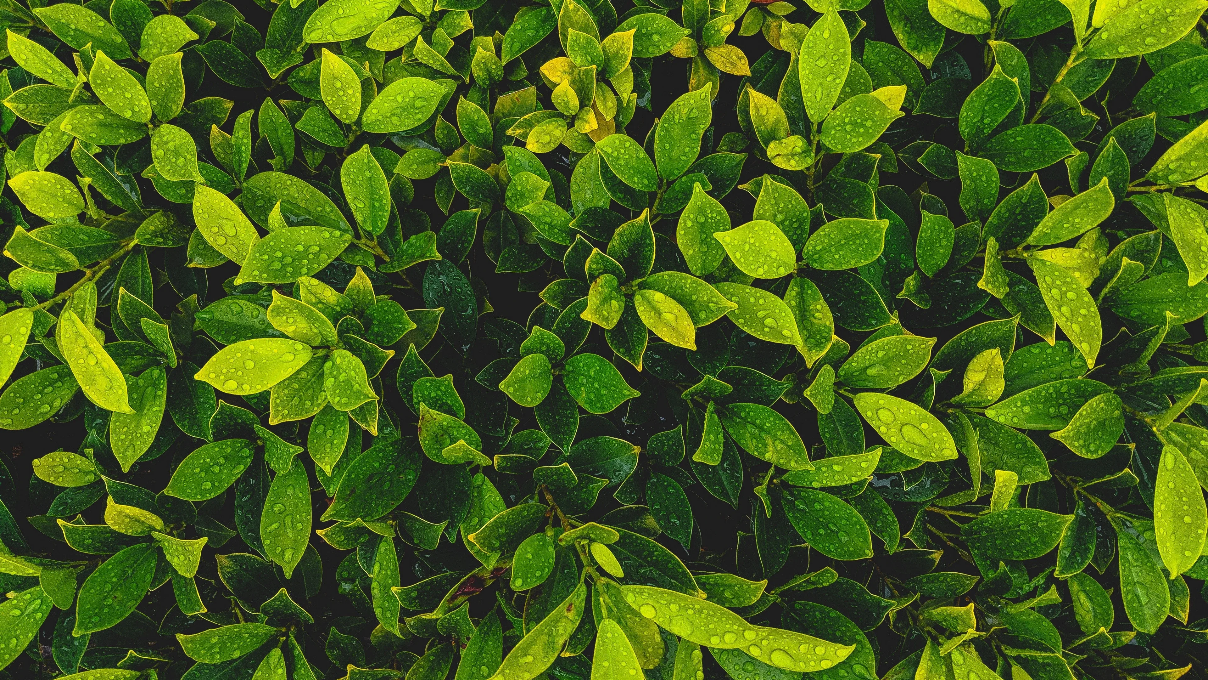 4K超清晰静物特写植物风格视觉氛围