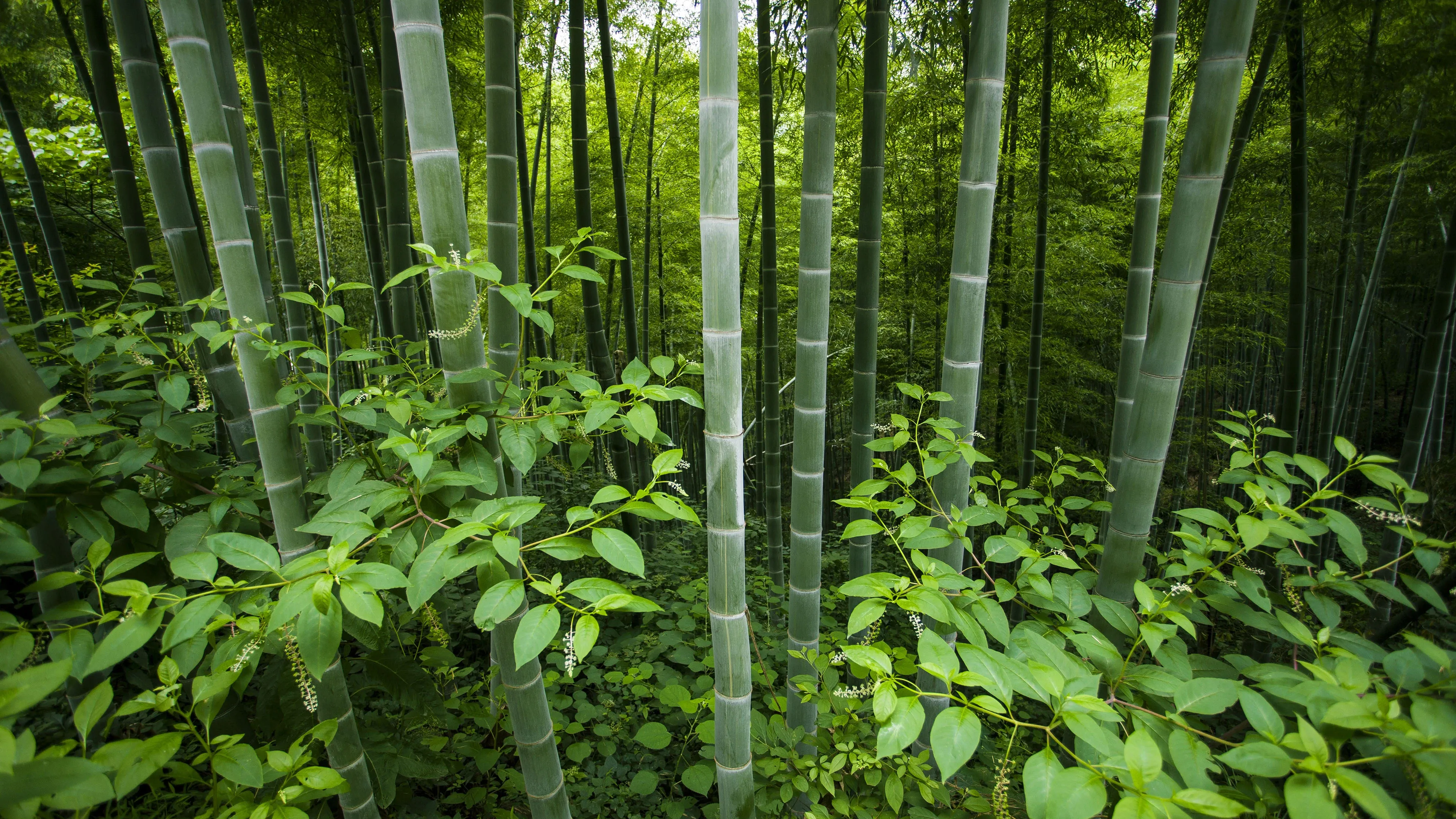 4K超清晰静物特写植物柔和视觉感受