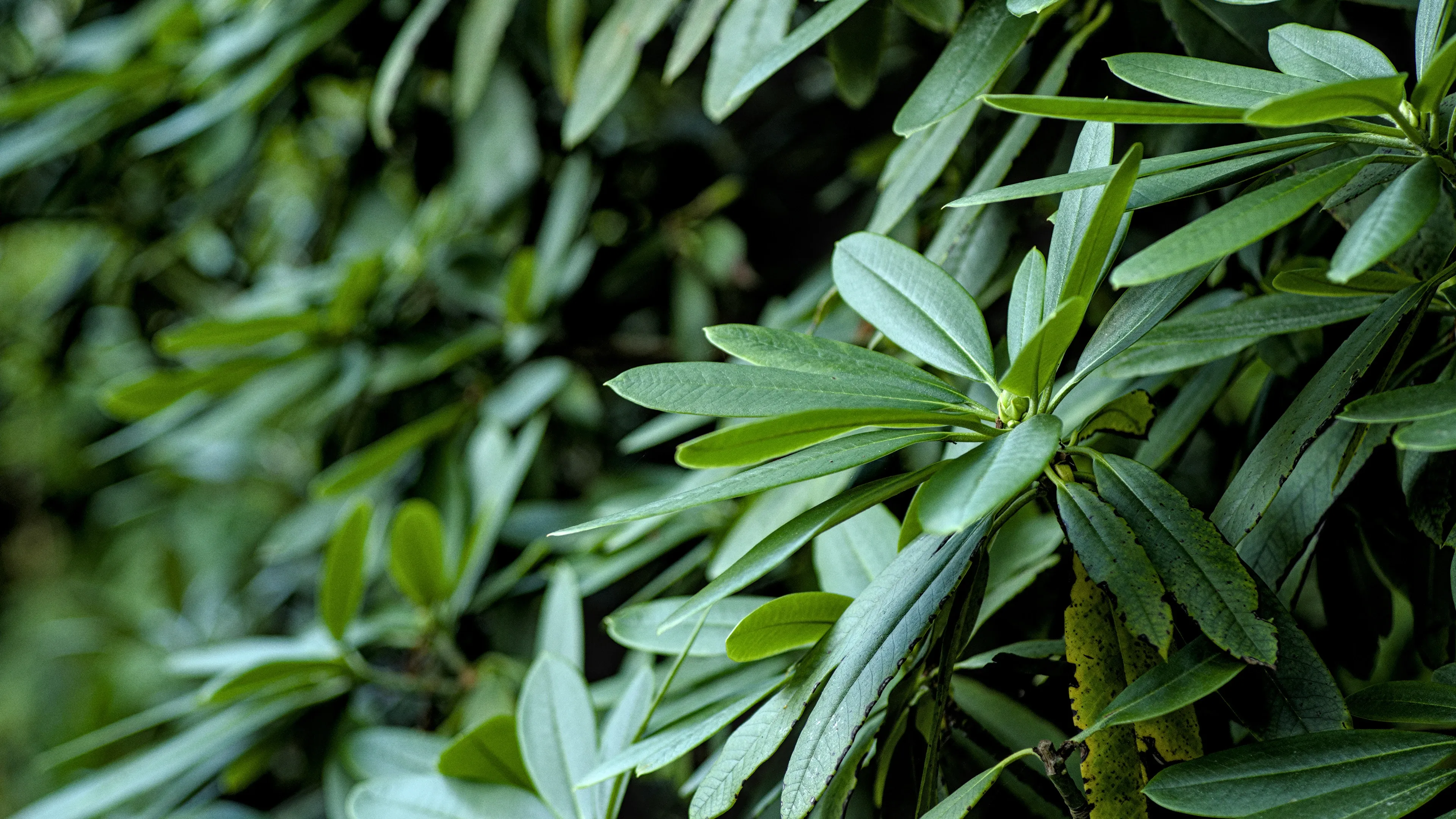 4K超清晰静物特写植物柔和视觉感受